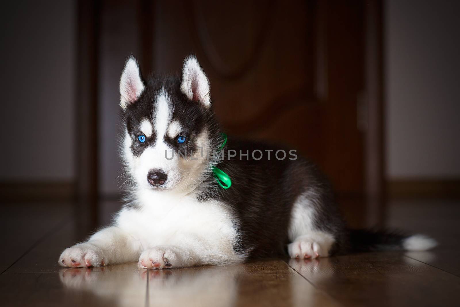 Siberian husky puppy with beautiful blue eyes