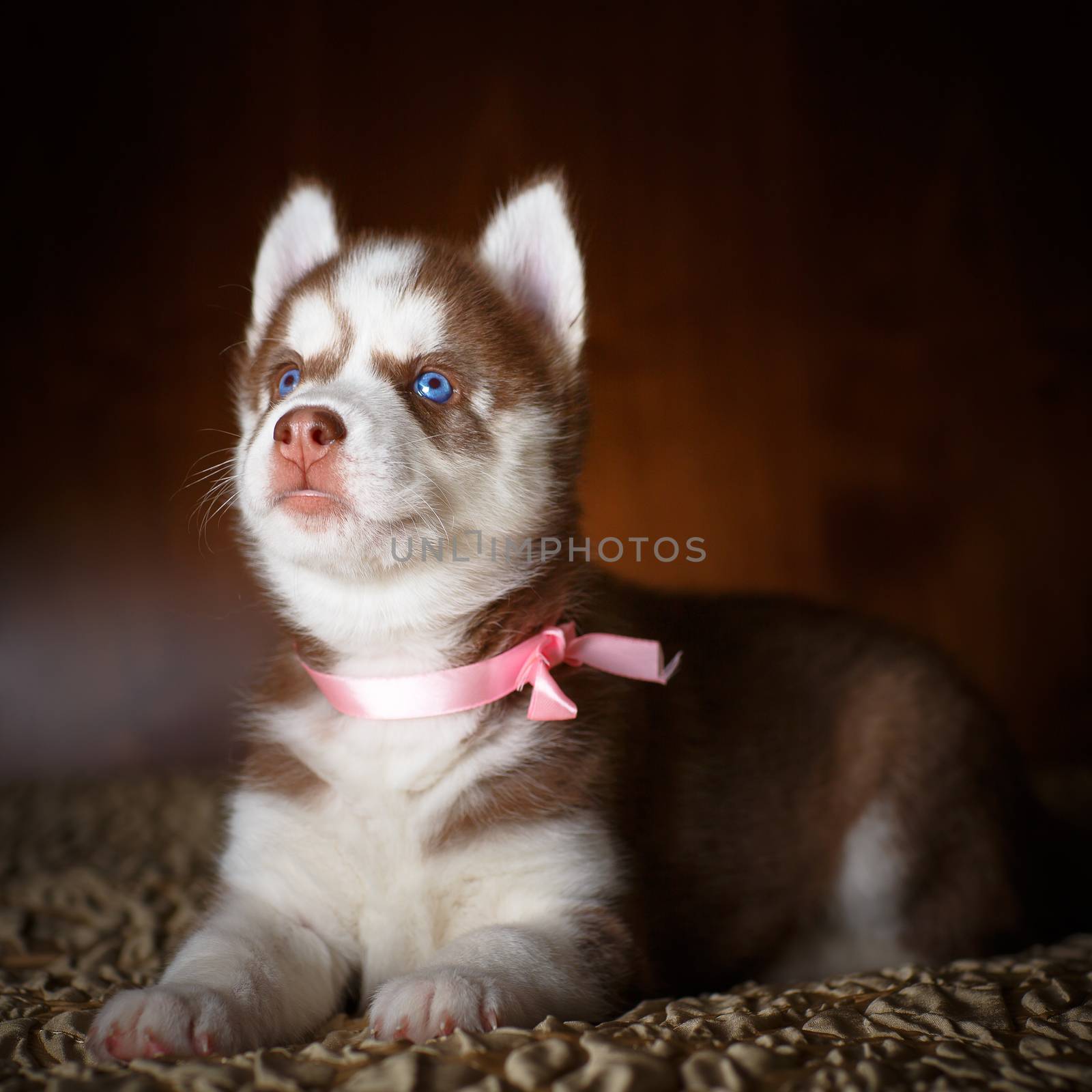 Siberian husky puppy with beautiful blue eyes