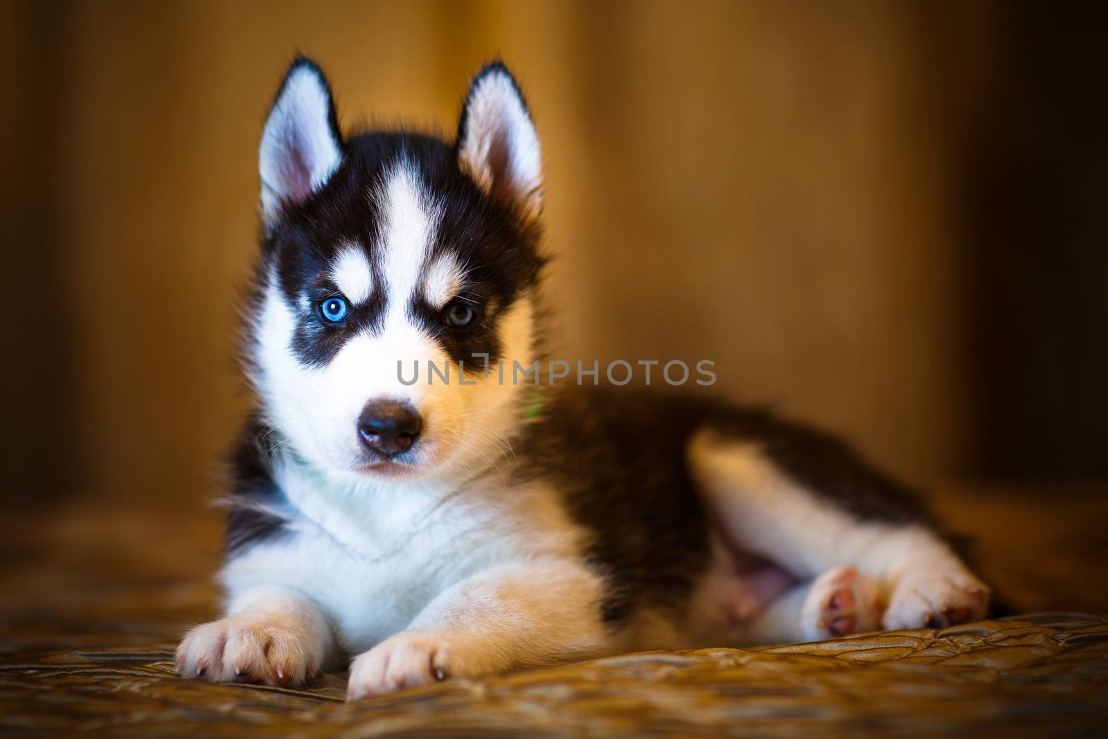 Siberian husky puppy by mrgarry