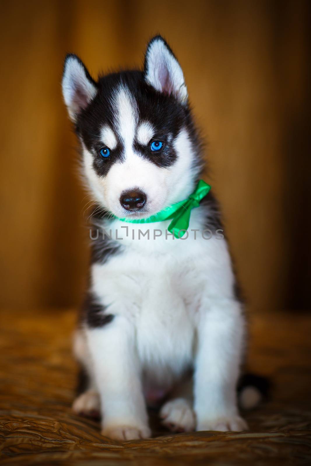 Siberian husky puppy with beautiful blue eyes