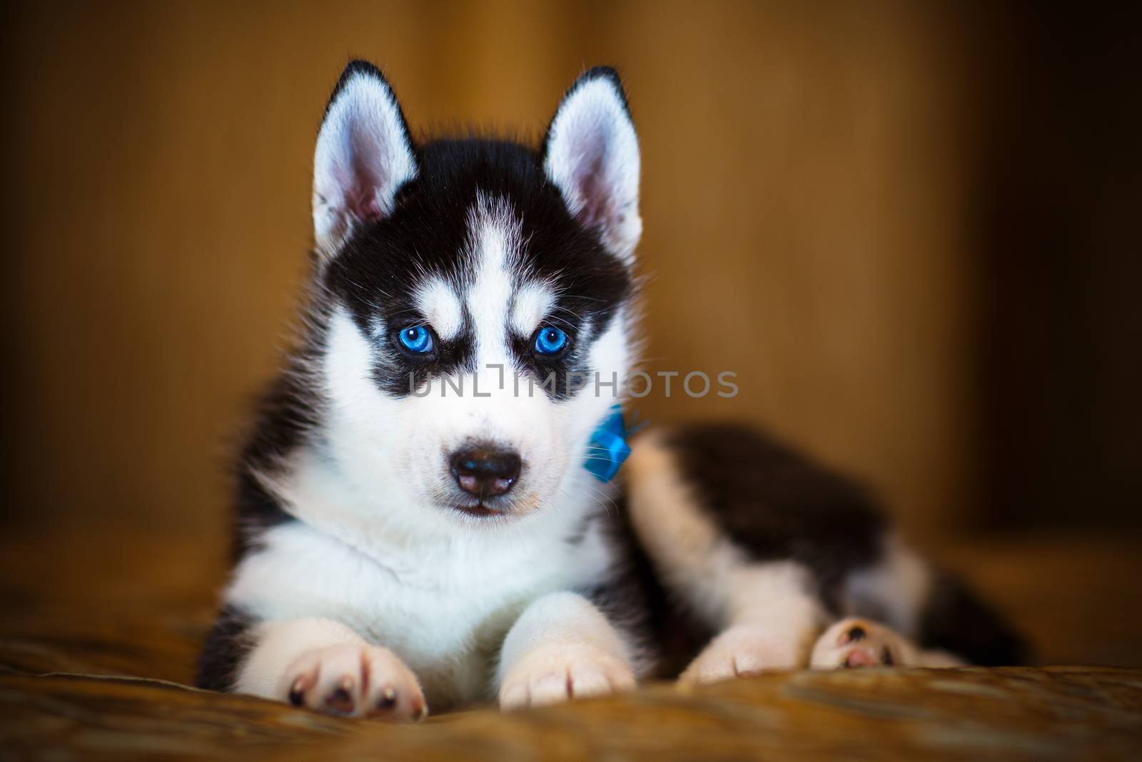 Siberian husky puppy with beautiful blue eyes