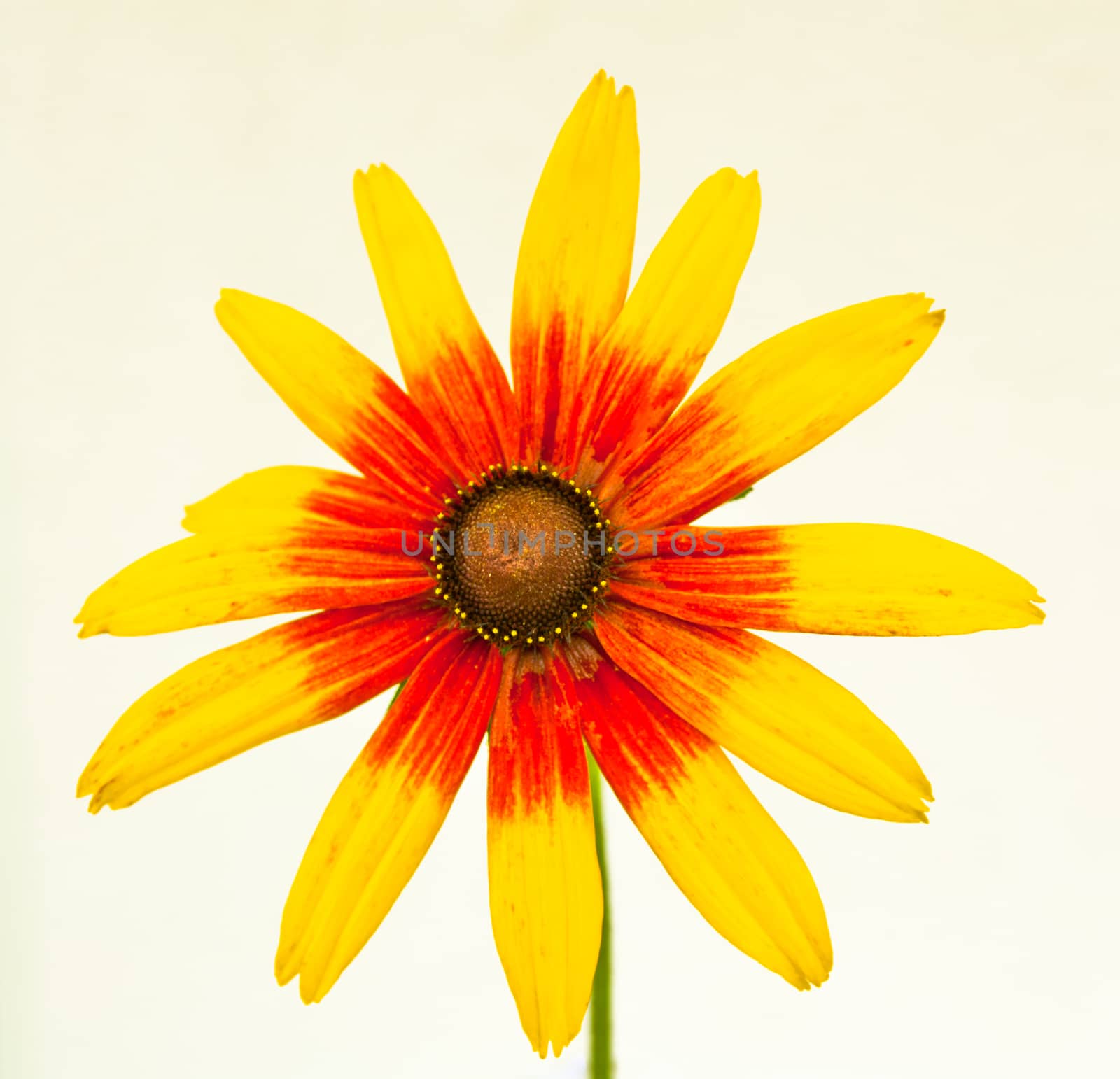 yellow rudbeckia in front of a white wall
