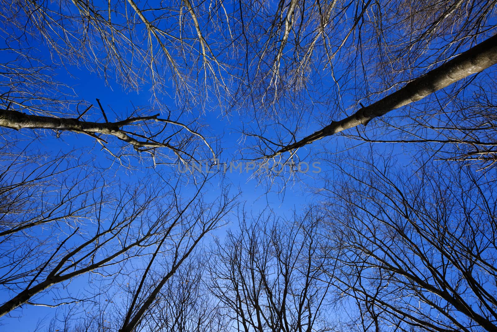 Looking up to the blue sky on a cold day through beeches which have lost their leaves