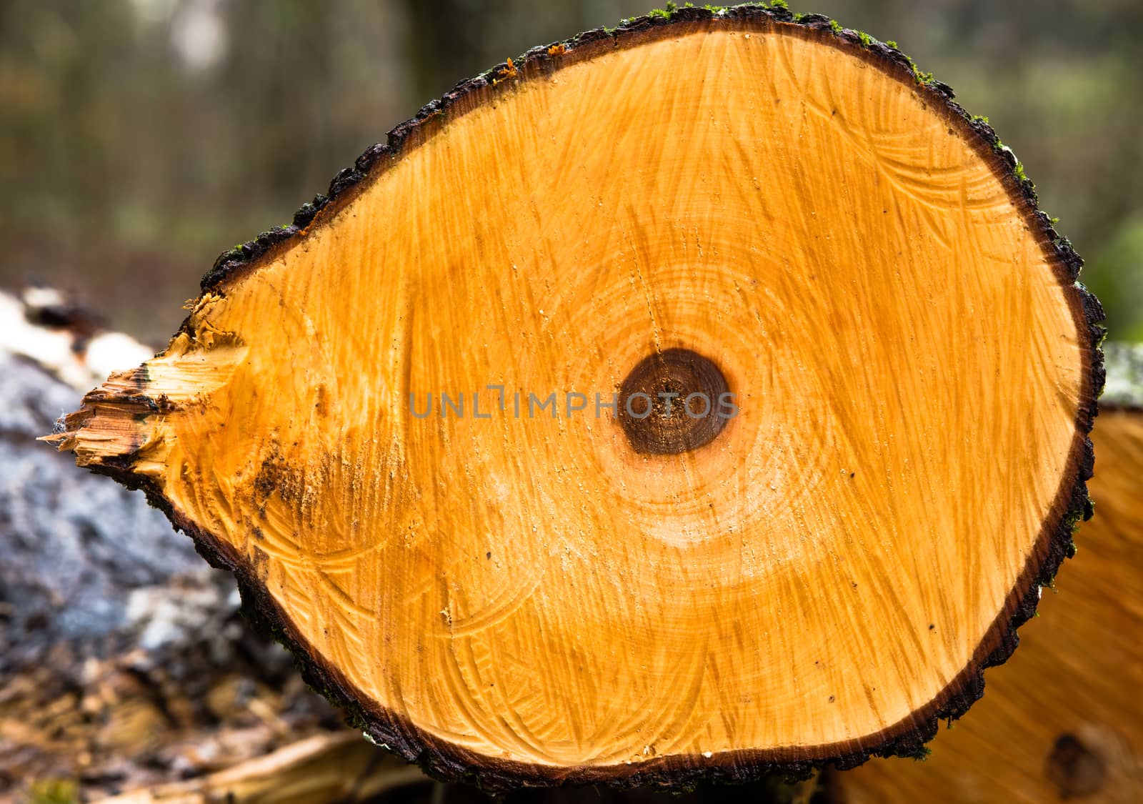 closeup of yellow section of cut tree with dark spot in the middle with marks from a saw