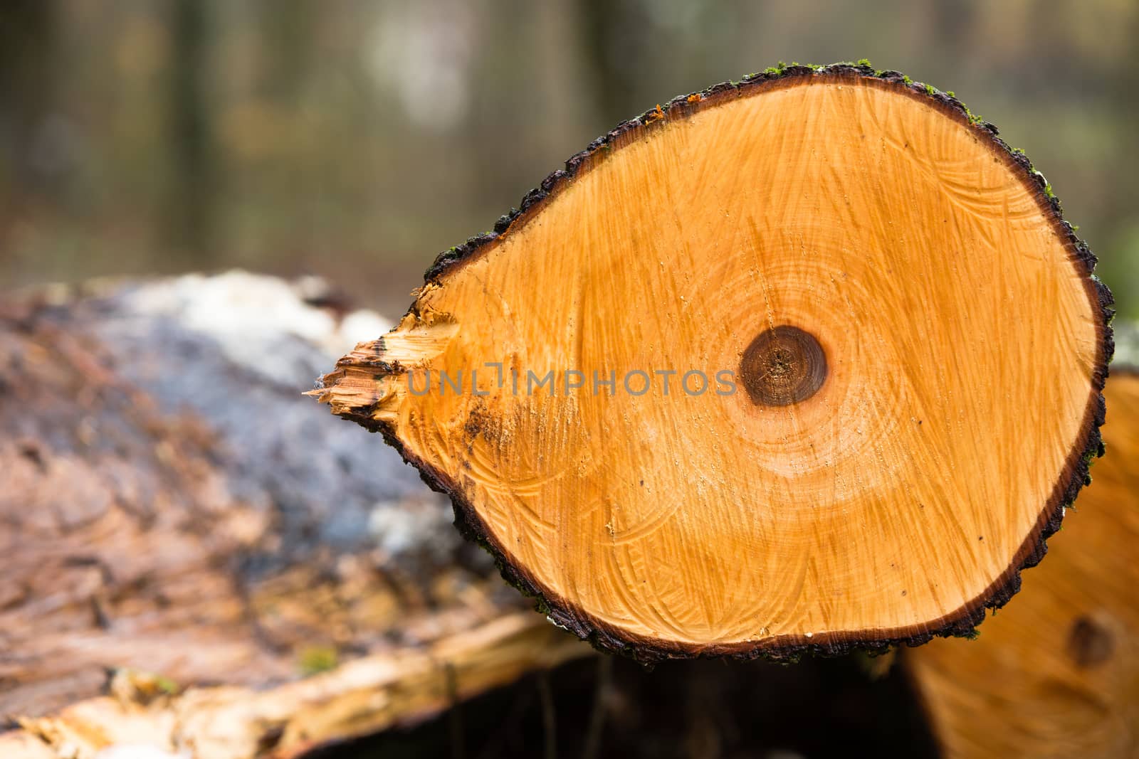 closeup of yellow section of cut tree with dark spot in the middle with marks from a saw