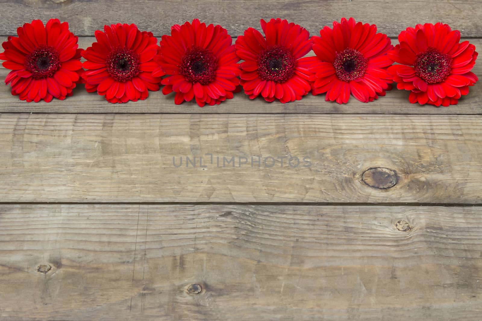 red gerbera flowers on wooden background by miradrozdowski