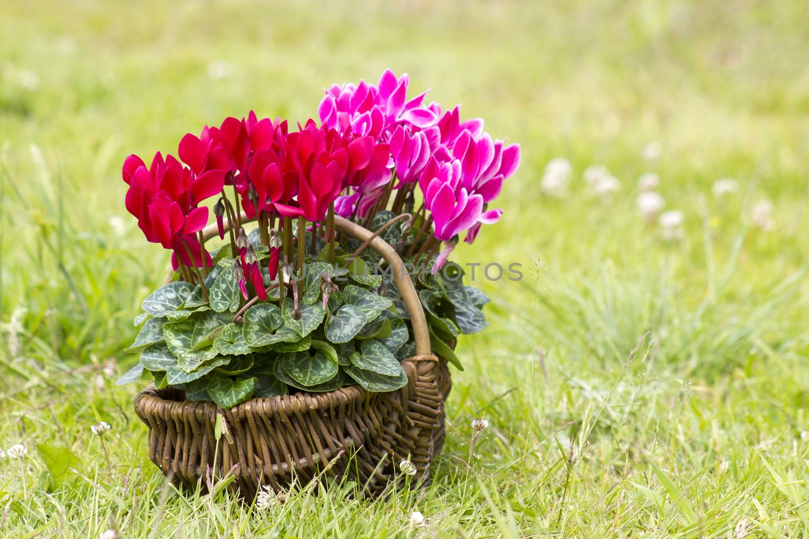 cyclamen persicum in a basket by miradrozdowski