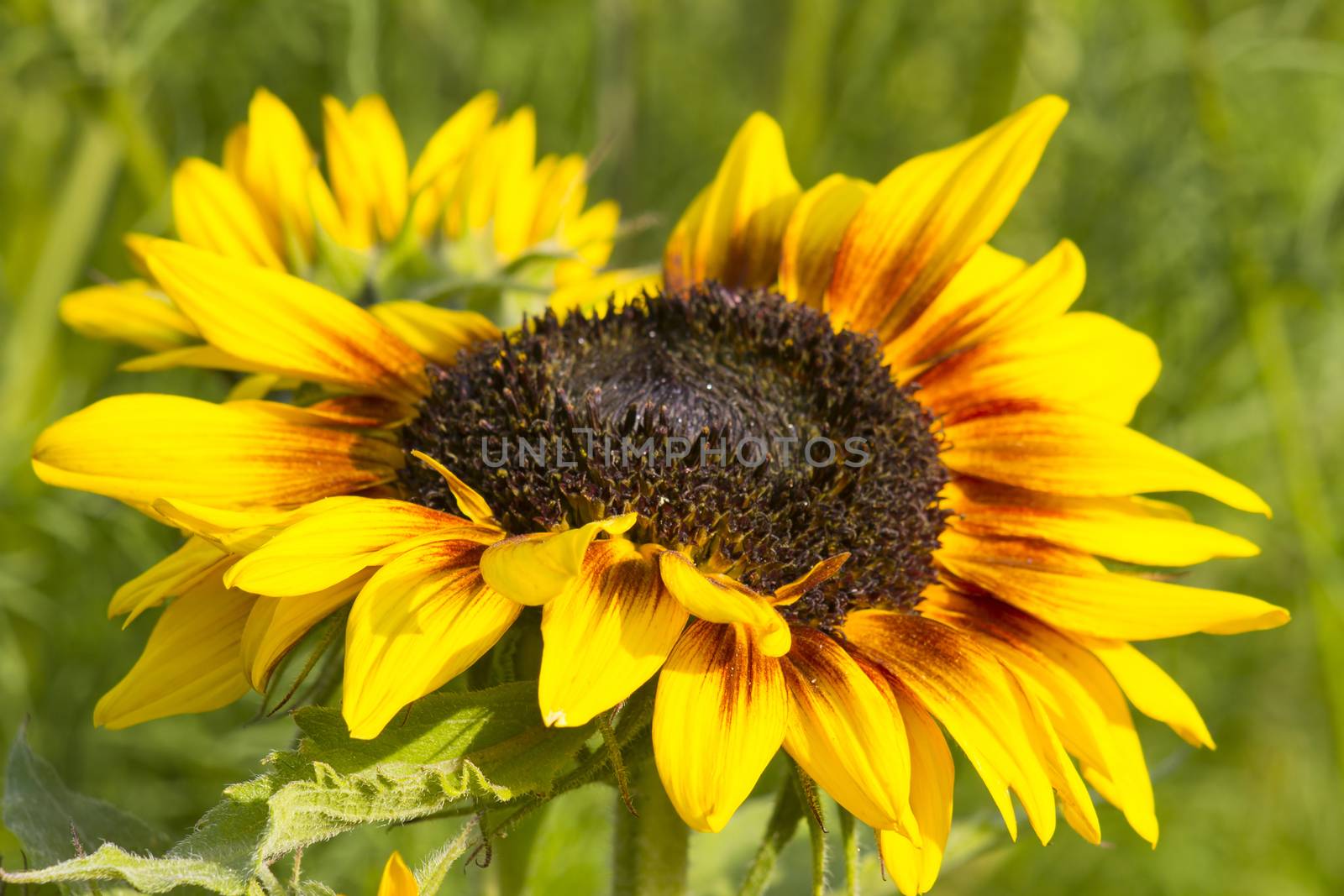 sunflower in the garden (Helianthus) by miradrozdowski