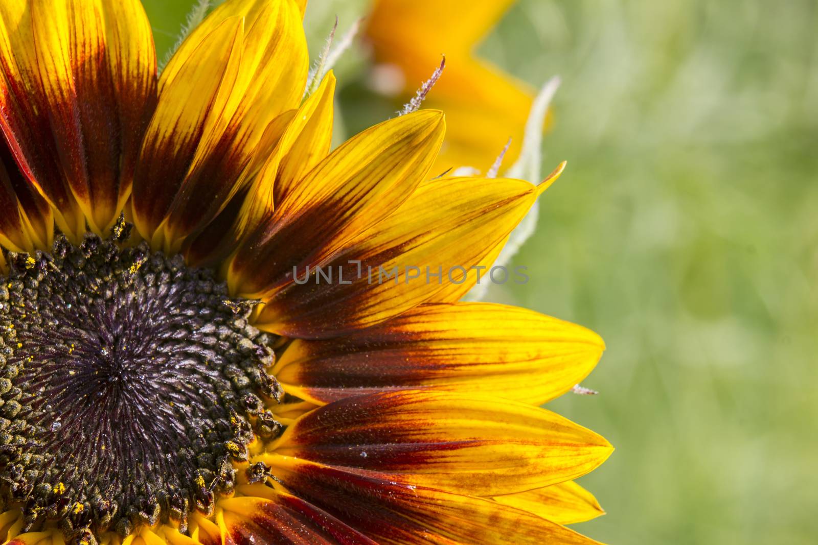 sunflower in the garden (Helianthus) by miradrozdowski