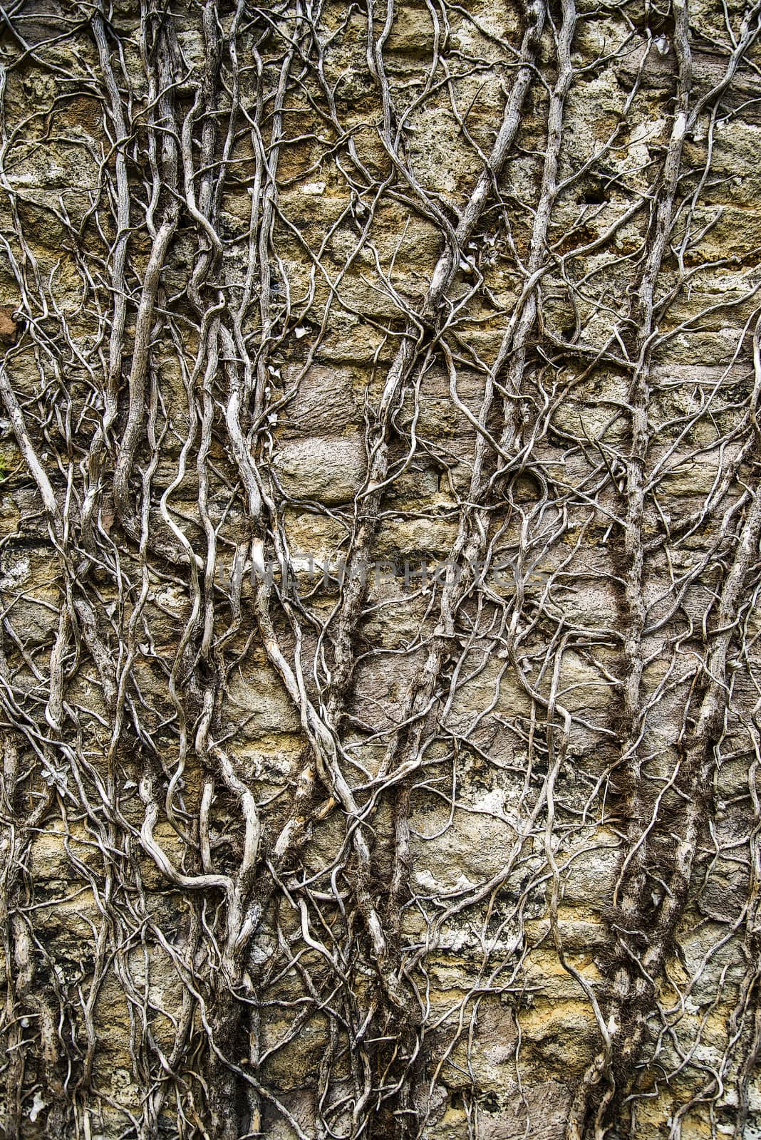 Creeper on brick wall grungy background and wall plant