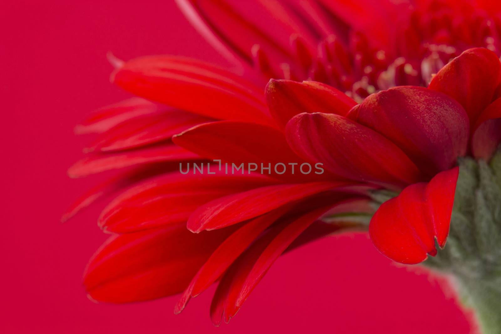 red gerbera flower by miradrozdowski