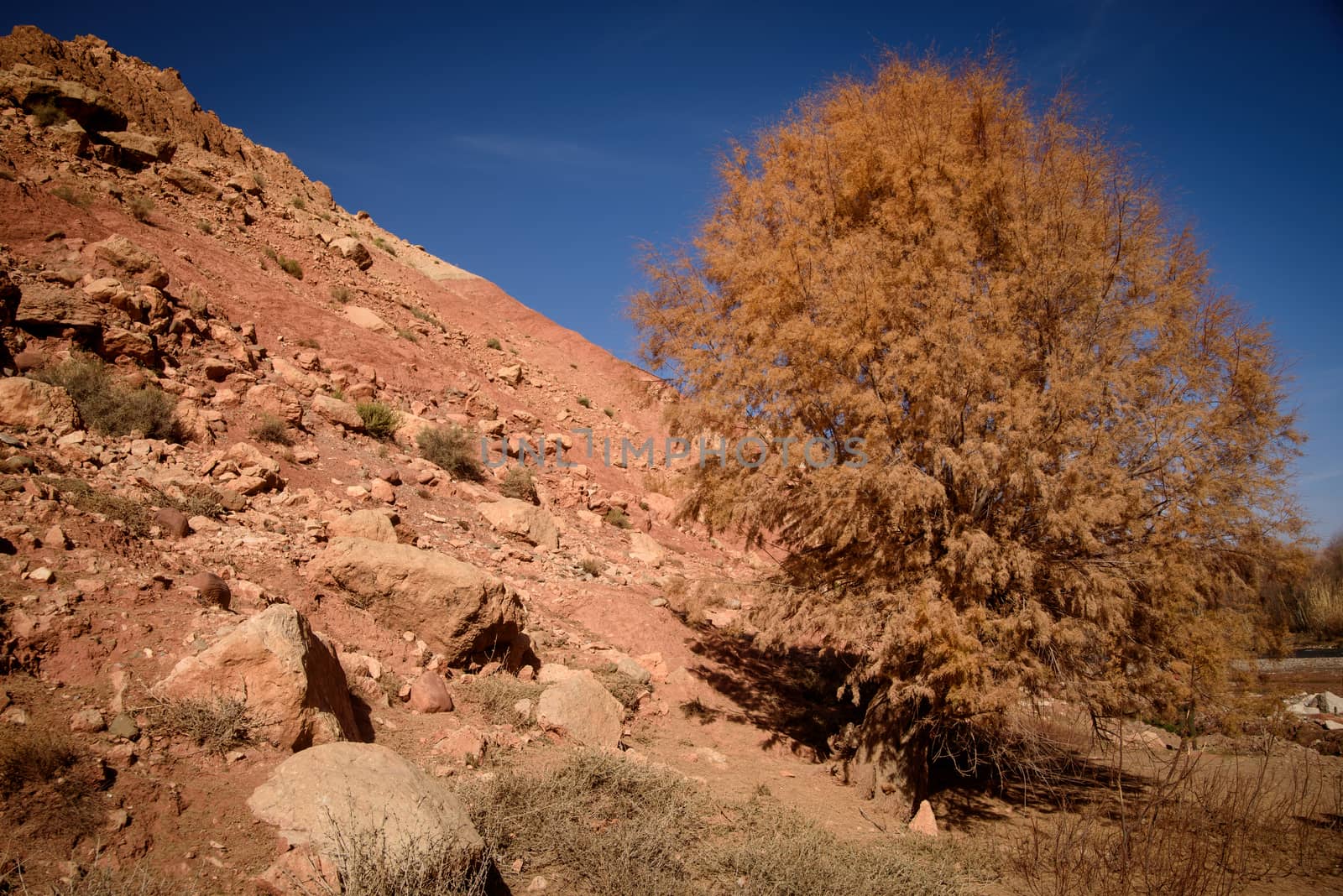 Scenic landscape in Dades Gorges, Atlas Mountains, Morocco by johnnychaos