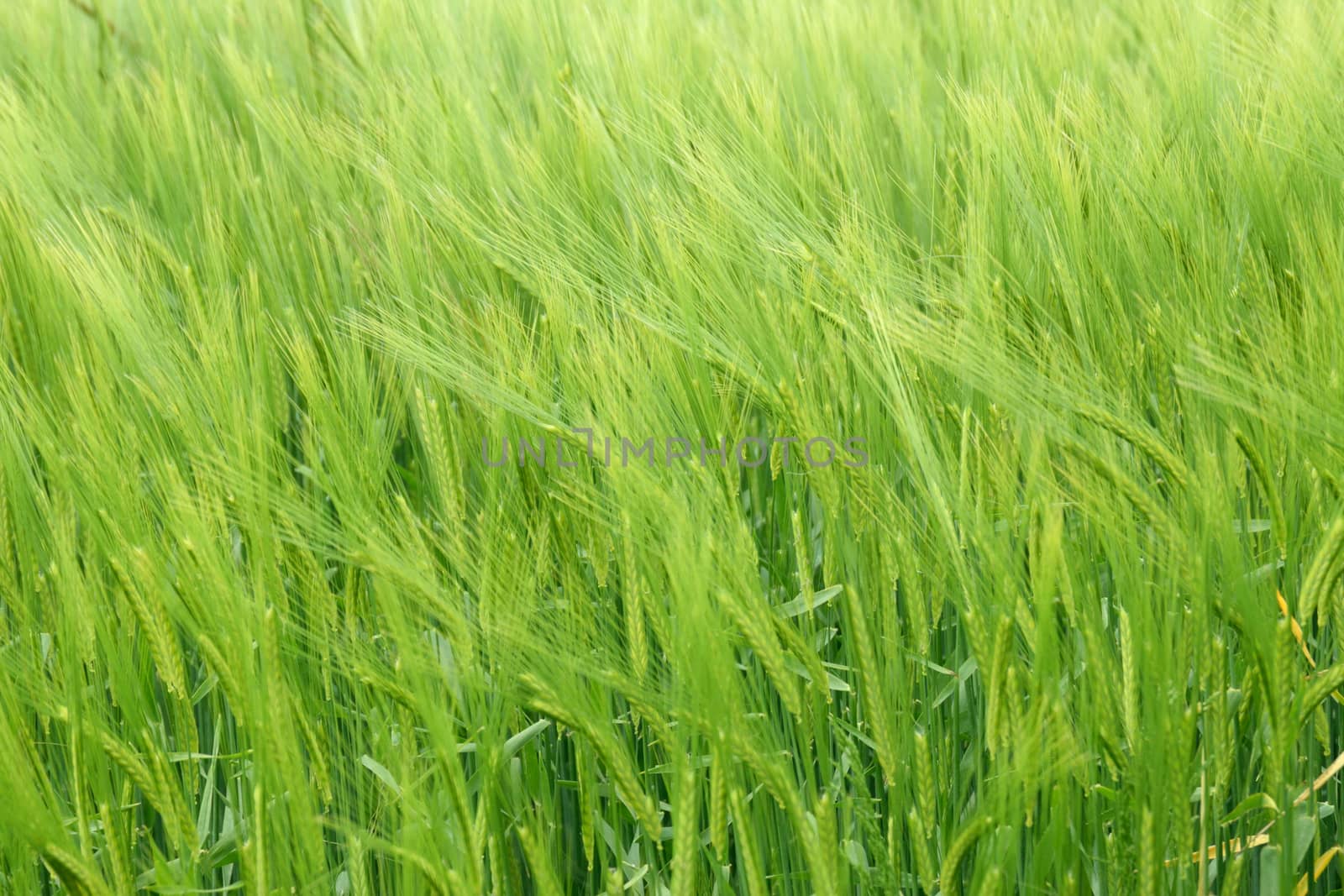 Corn ripening in the summer sun and gently moving in the breeze to create interesting patterns,