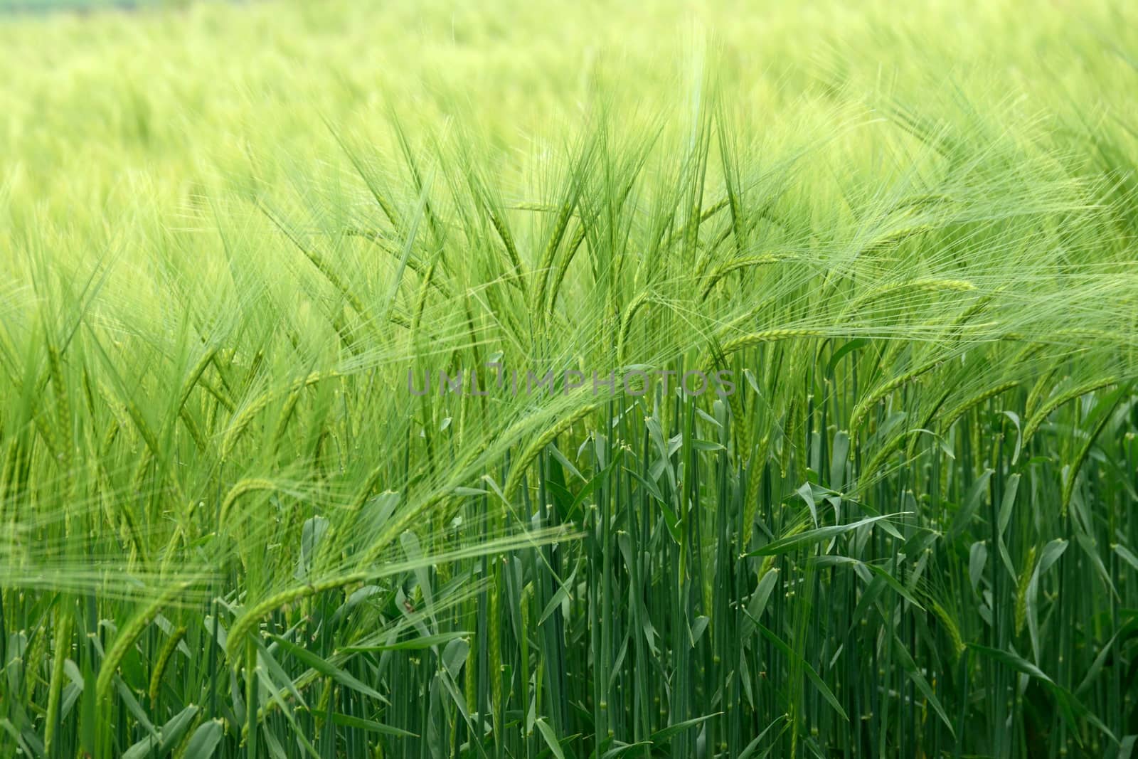 Corn field, by george_stevenson