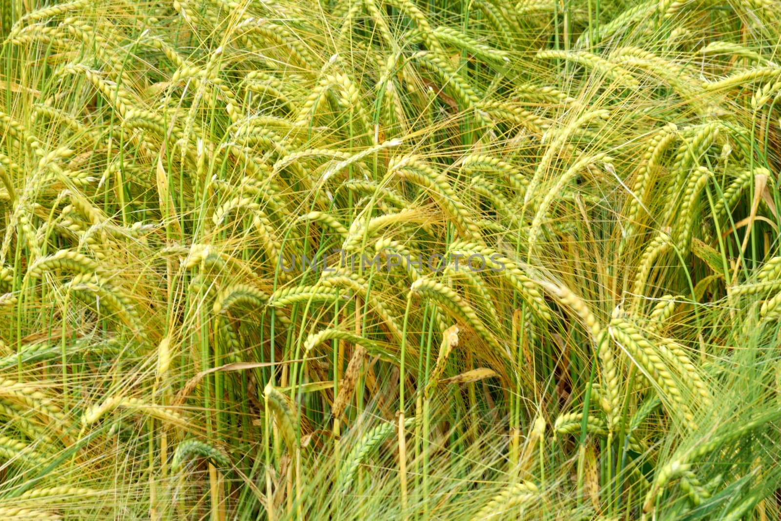 Corn ripening in the summer sun and gently moving in the breeze to create interesting patterns,