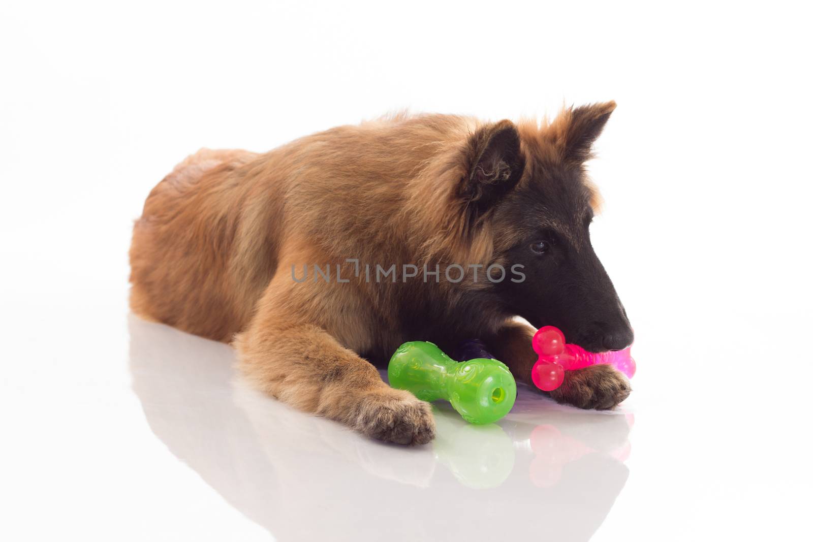 Belgian Shepherd Tervuren puppy, six months old, with coloured toys, green, pink and purple, lying on shiny white floor, isolated on white studio background