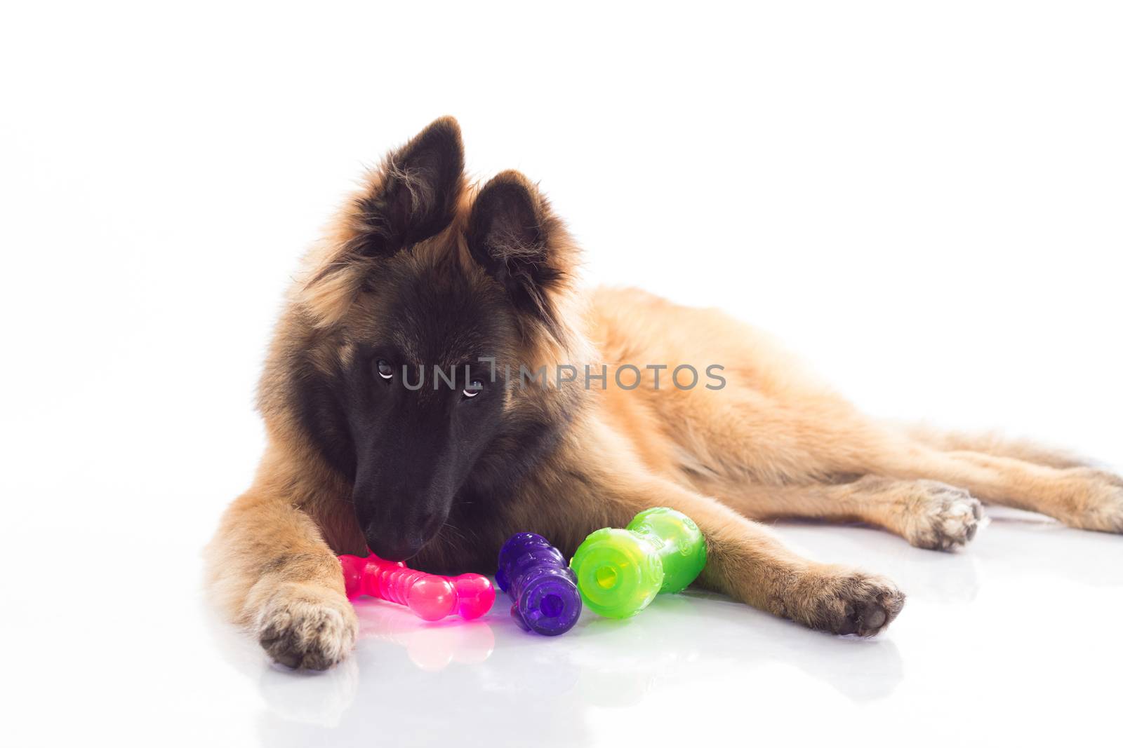 Belgian Shepherd Tervuren puppy, six months old, with coloured toys, green, pink and purple, lying on shiny white floor, isolated on white studio background