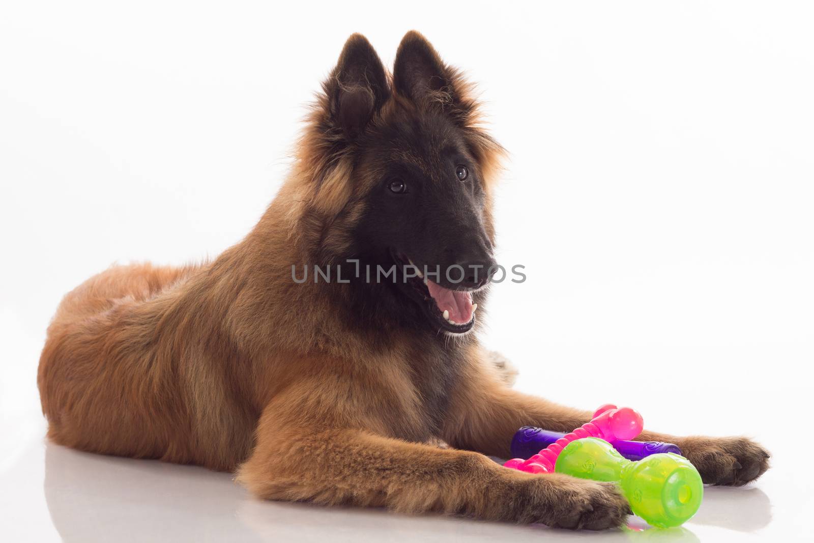 Belgian Shepherd Tervuren puppy, six months old, with coloured toys, green, pink and purple, lying on shiny white floor, isolated on white studio background