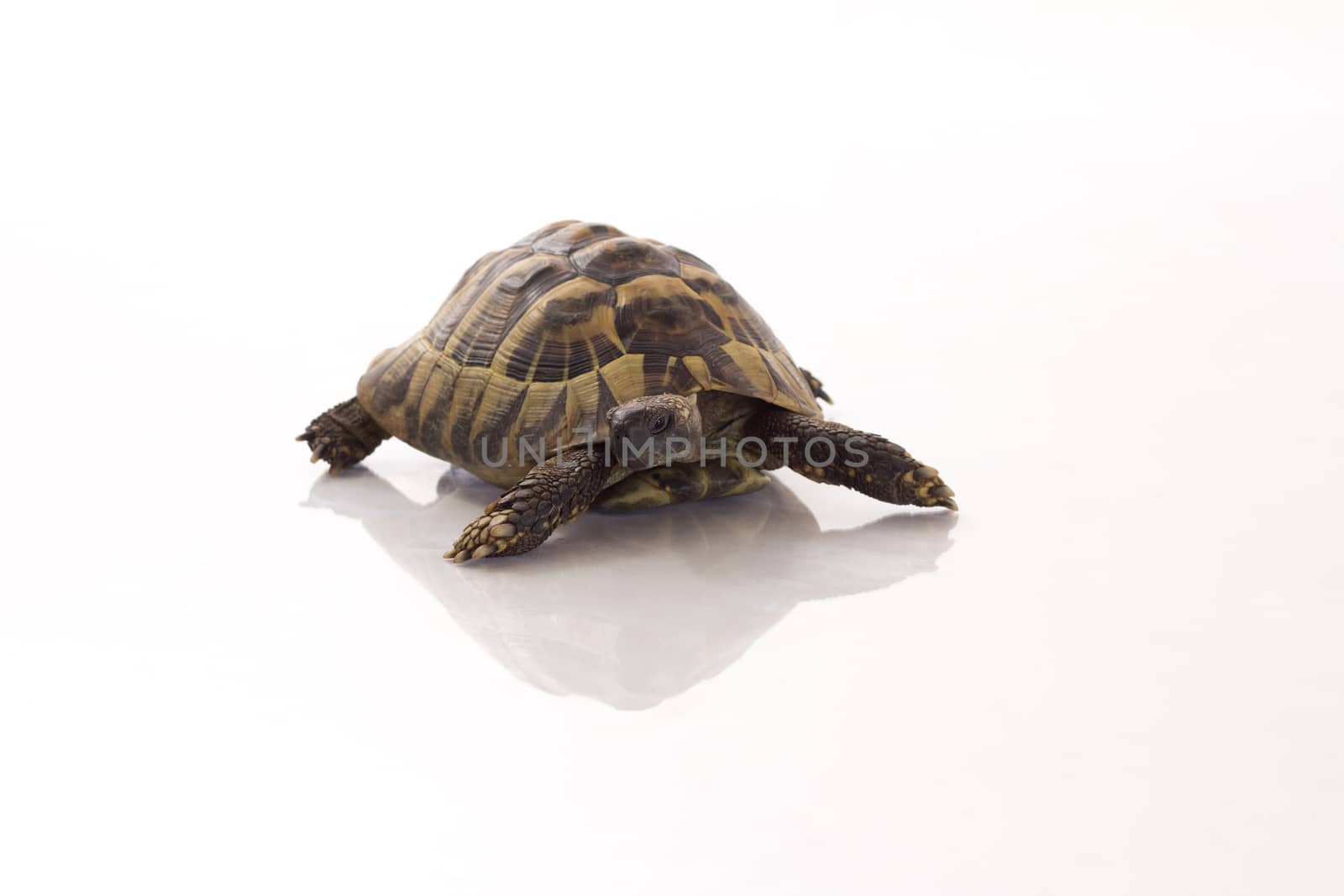 Greek land tortoise, Testudo Hermanni, shiny floor, isolated on white studio background