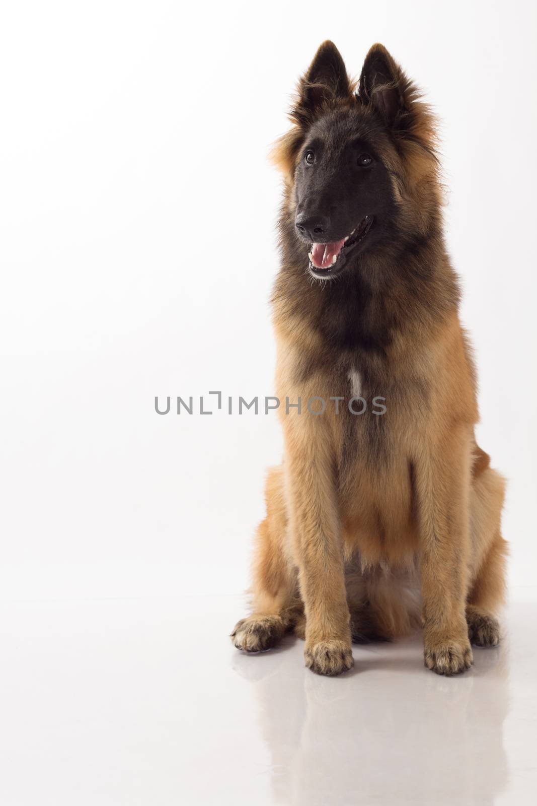 Belgian Shepherd Tervuren puppy sitting on shiny white floor, white studio background