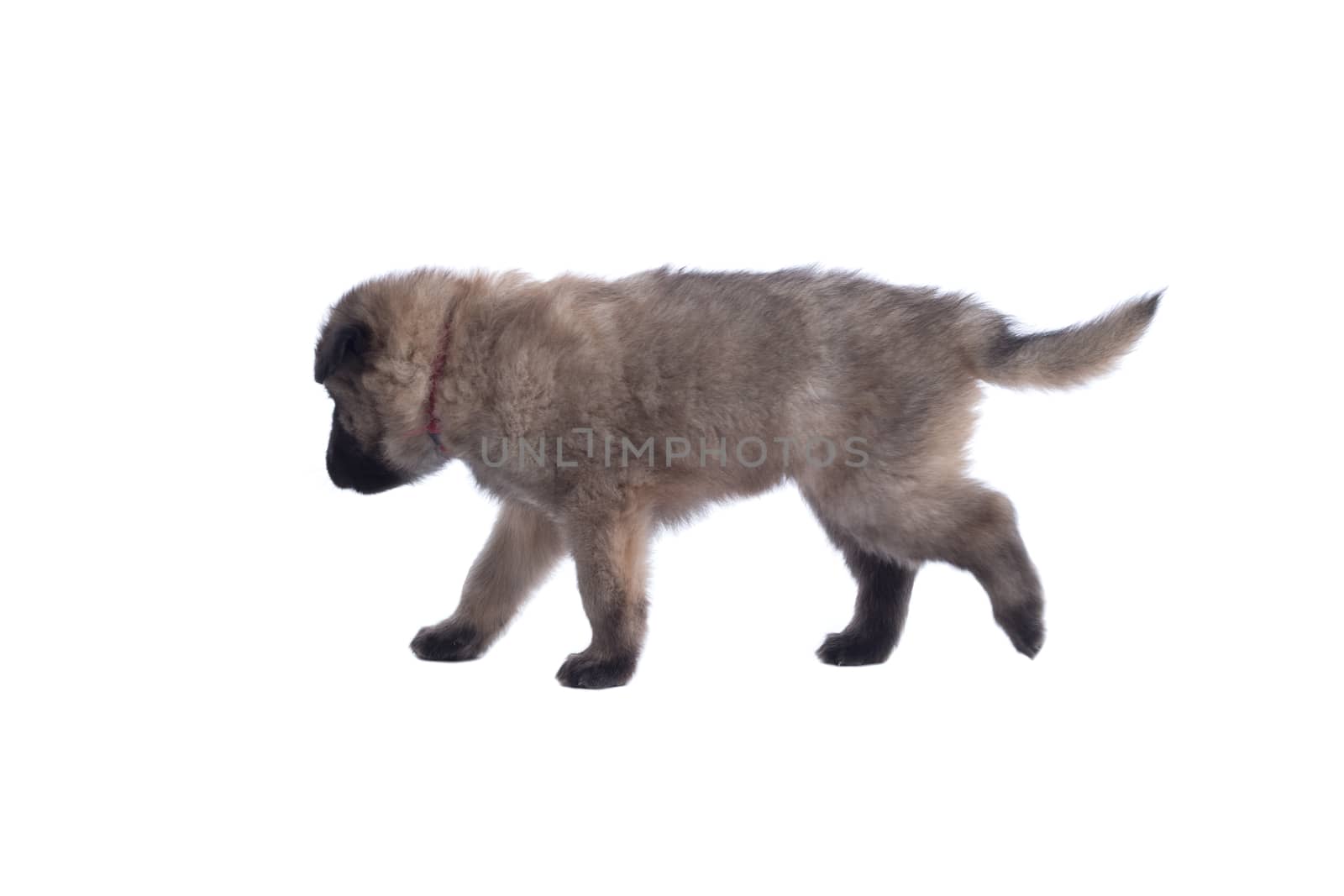 Puppy, Belgian Shepherd Tervuren, walking, isolated on white background