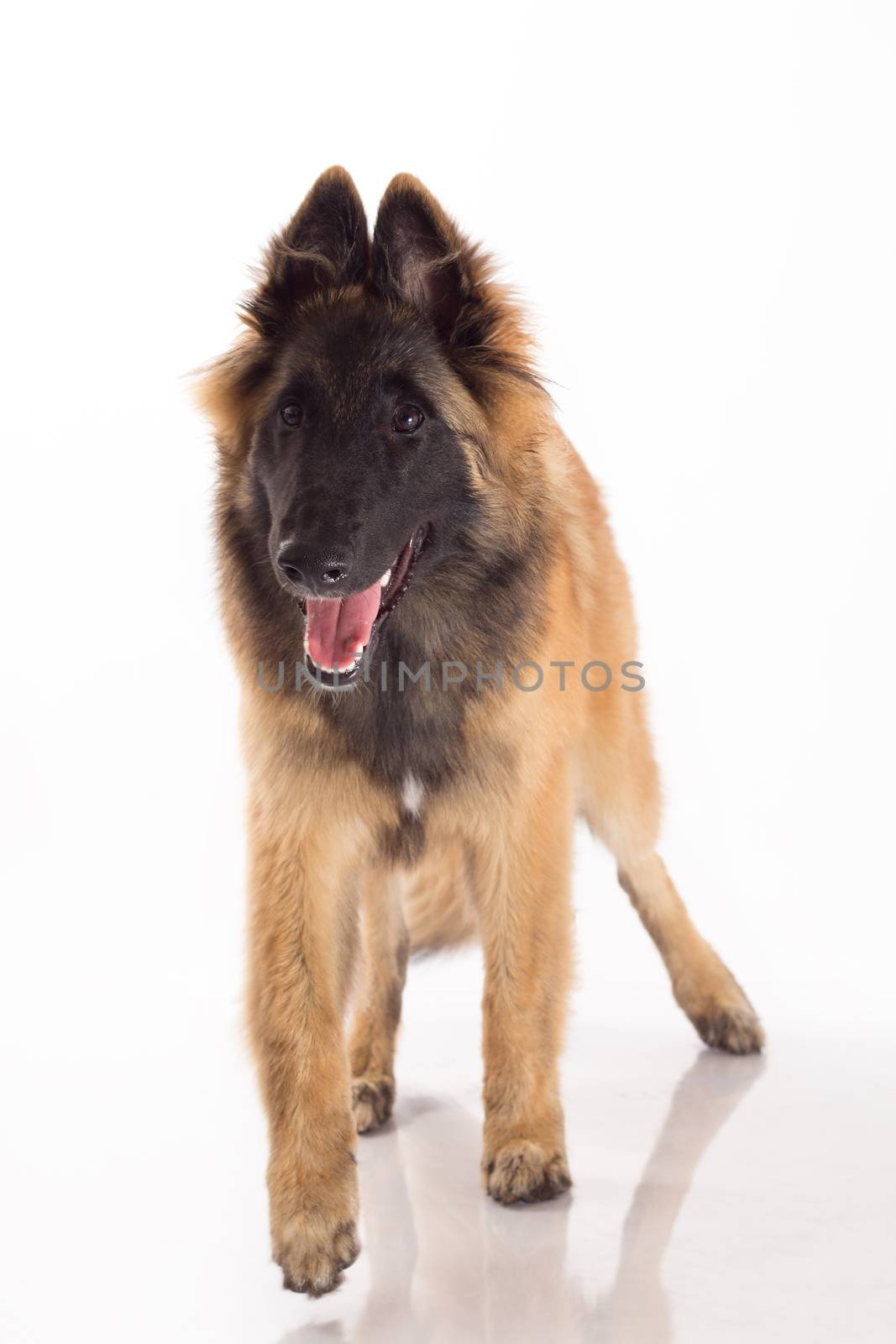 Belgian Shepherd Tervuren puppy standing, white studio backgroun by avanheertum