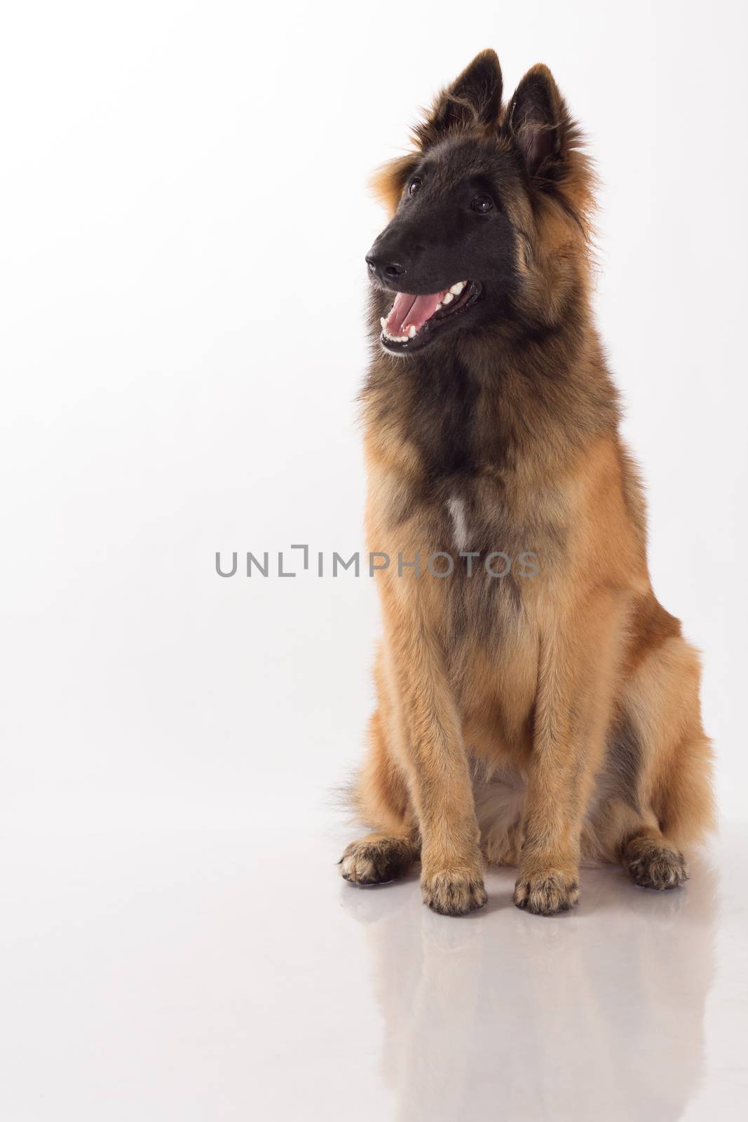 Tervuren puppy dog, six months old, sitting on shiny white floor, isolated on white studio background