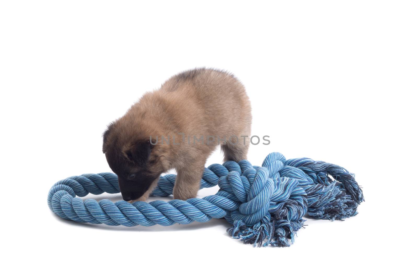 Puppy, Belgian Shepherd Tervuren, playing with rope, isolated on white background