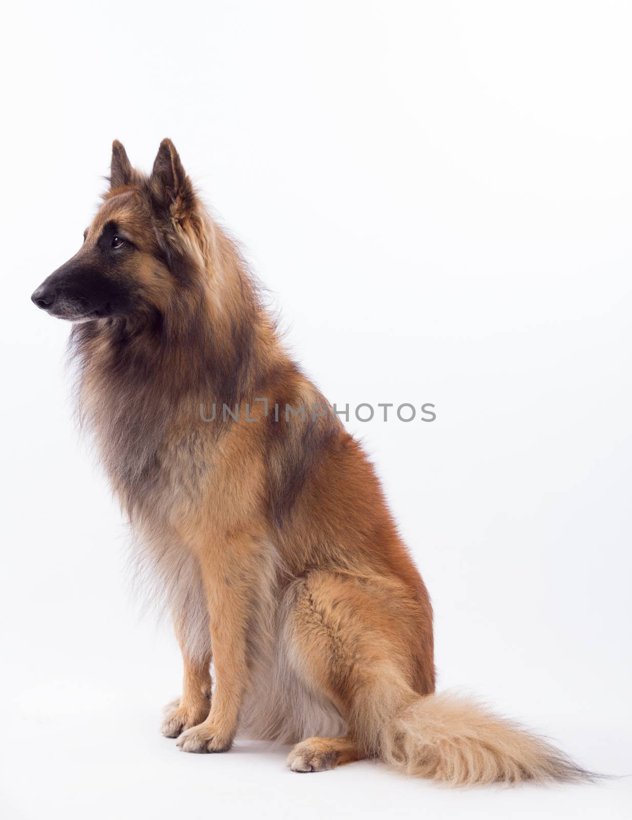 Tervuren dog sitting, isolated on white studio background