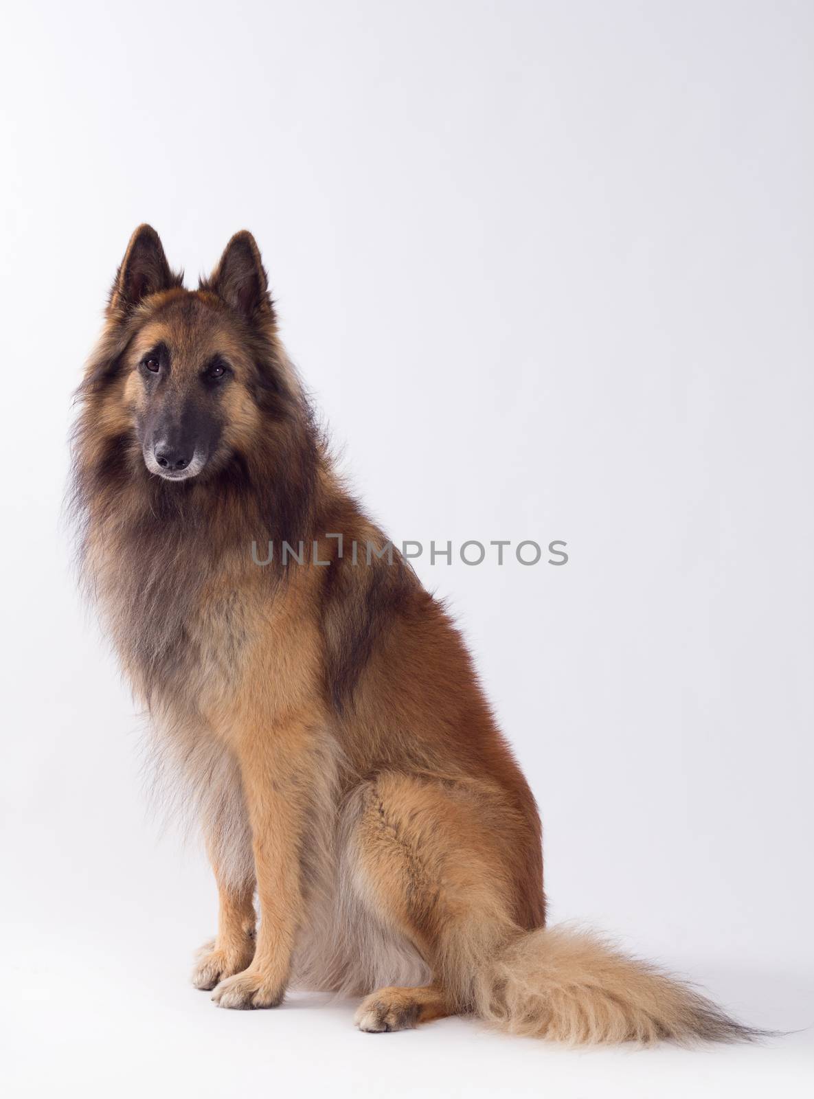 Tervuren dog sitting, isolated on studio background