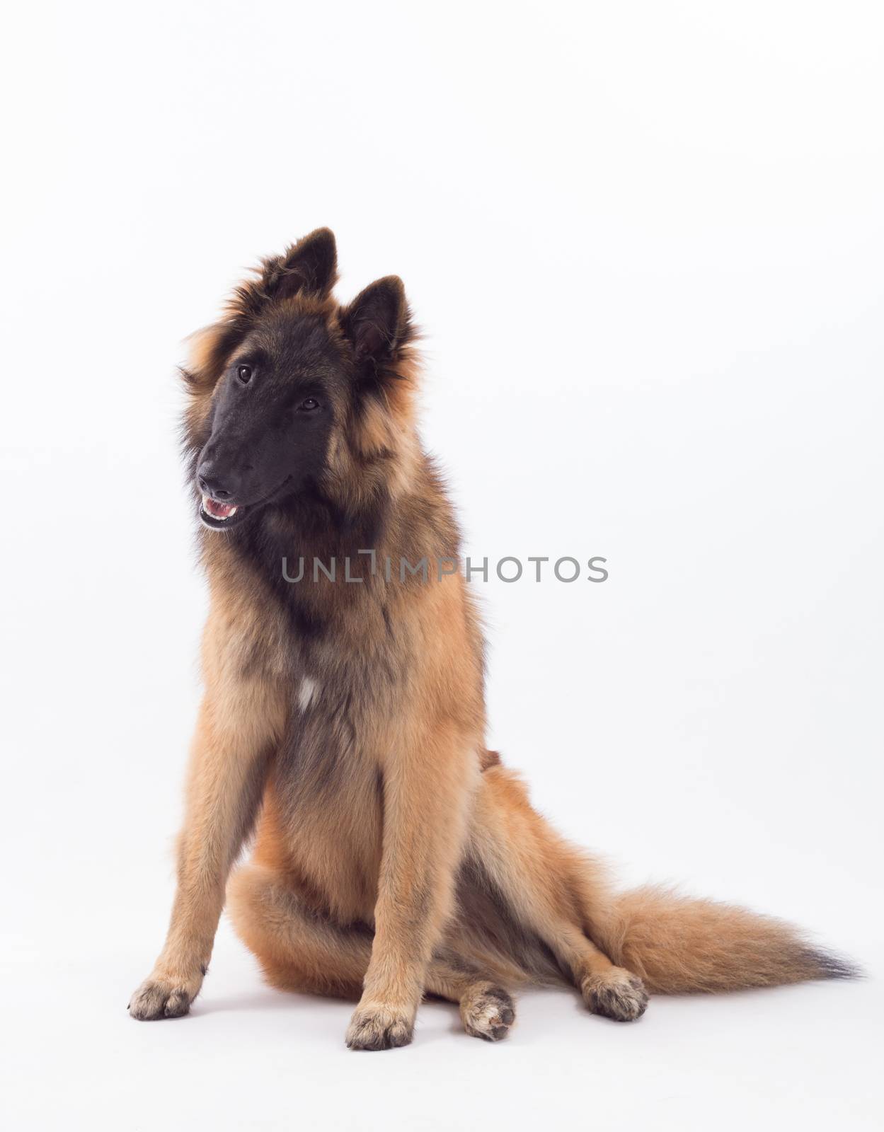 Tervuren puppy dog, six months old, sitting, isolated on white studio background