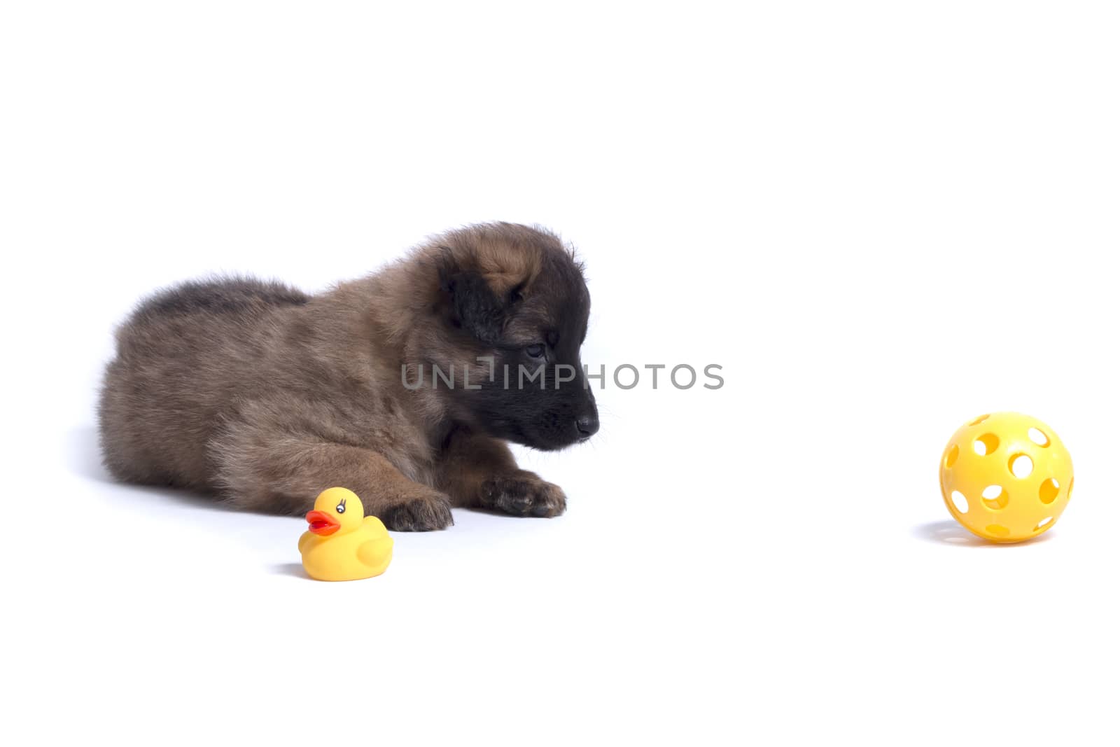 Puppy, Belgian Shepherd Tervuren, with yellow toys, isolated