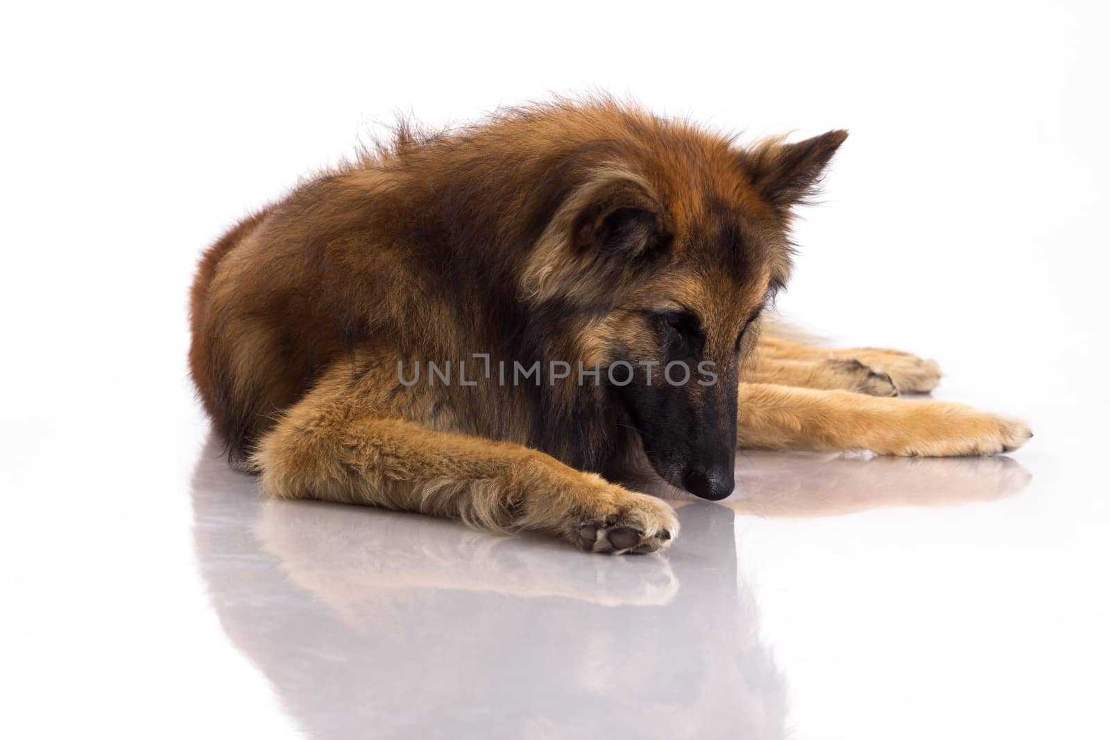 Belgian Shepherd Tervuren dog looking at himself in shiny floor, isolated on white studio background