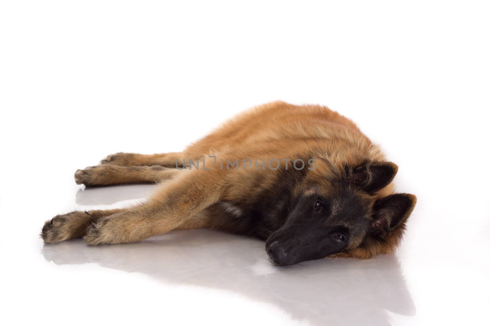 Belgian Shepherd Tervuren dog puppy, six months old, laying down, isolated on white studio background