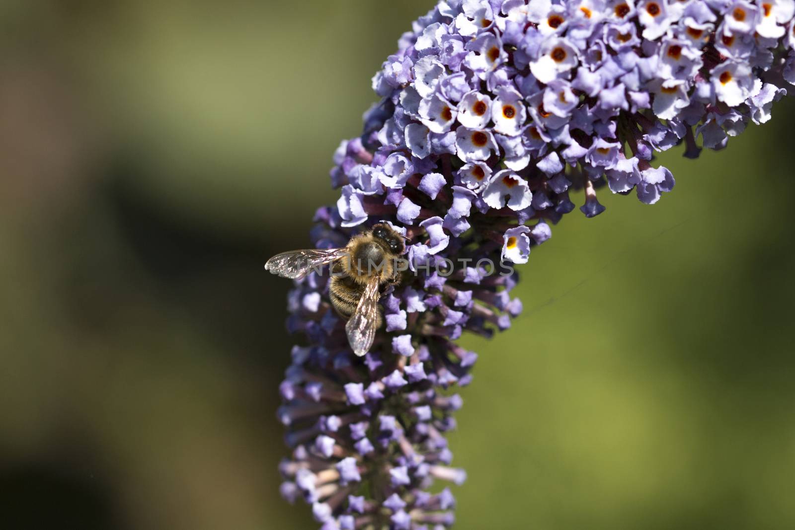 Macro photography of a bee on a purple butterfly bush
