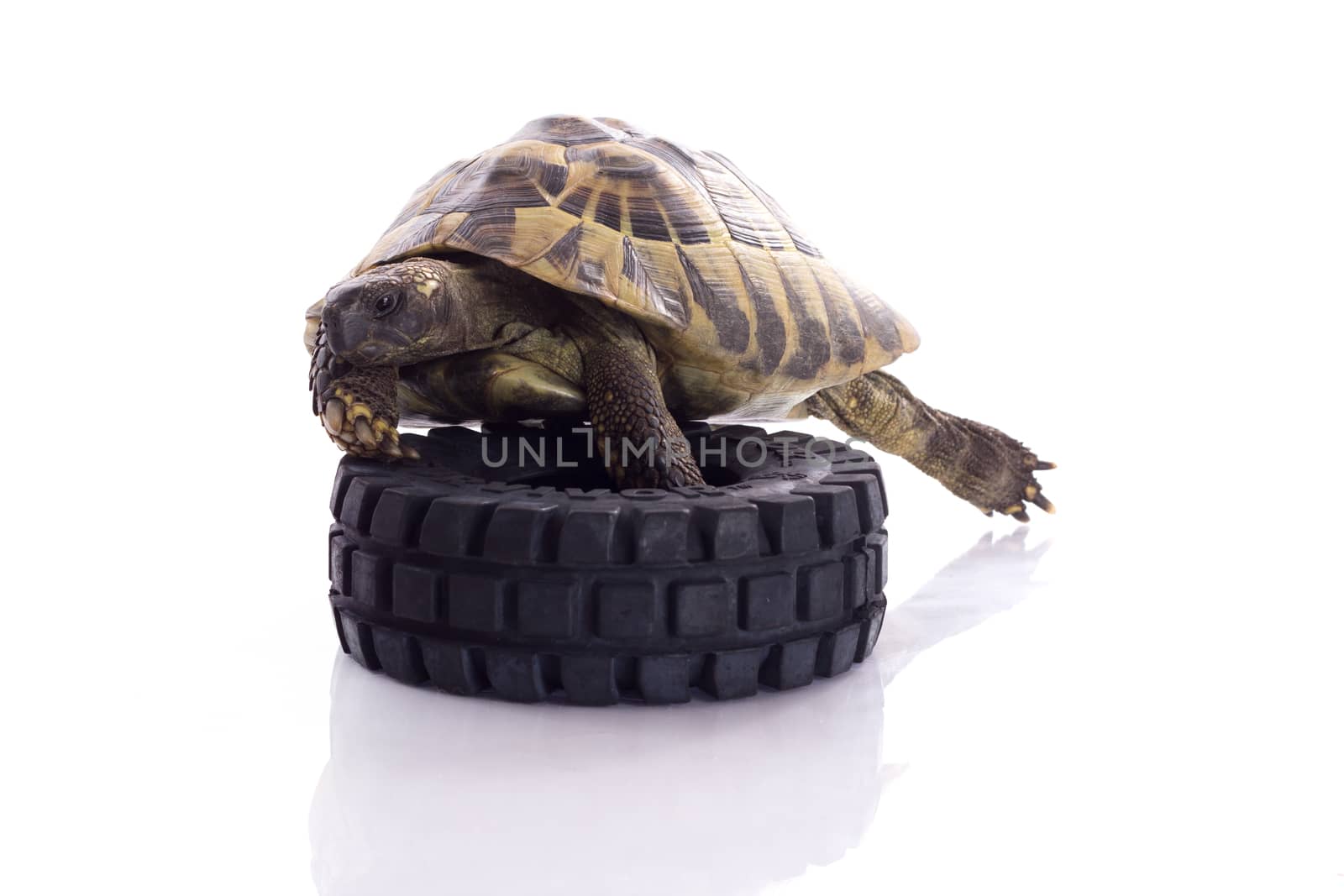 Greek land tortoise, Testudo Hermanni isolated on white studio background