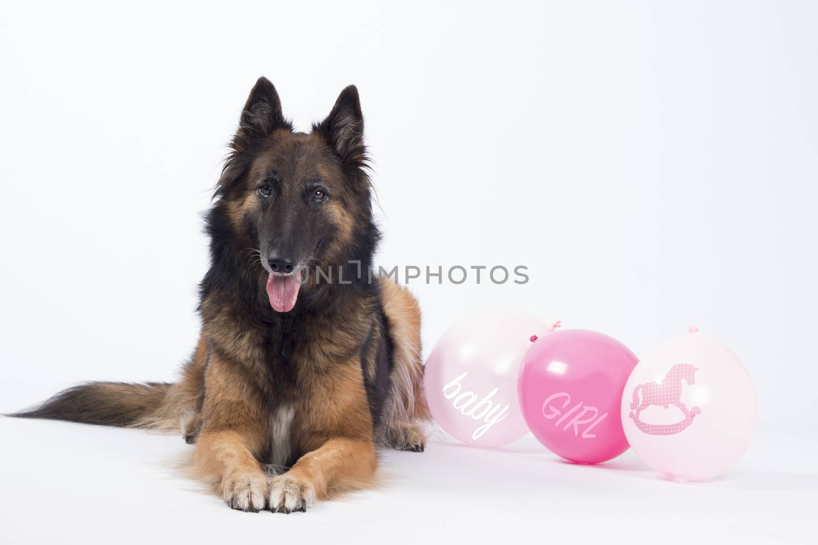 Dog, Belgian shepherd, Tervuren, with pink balloons for a newborn