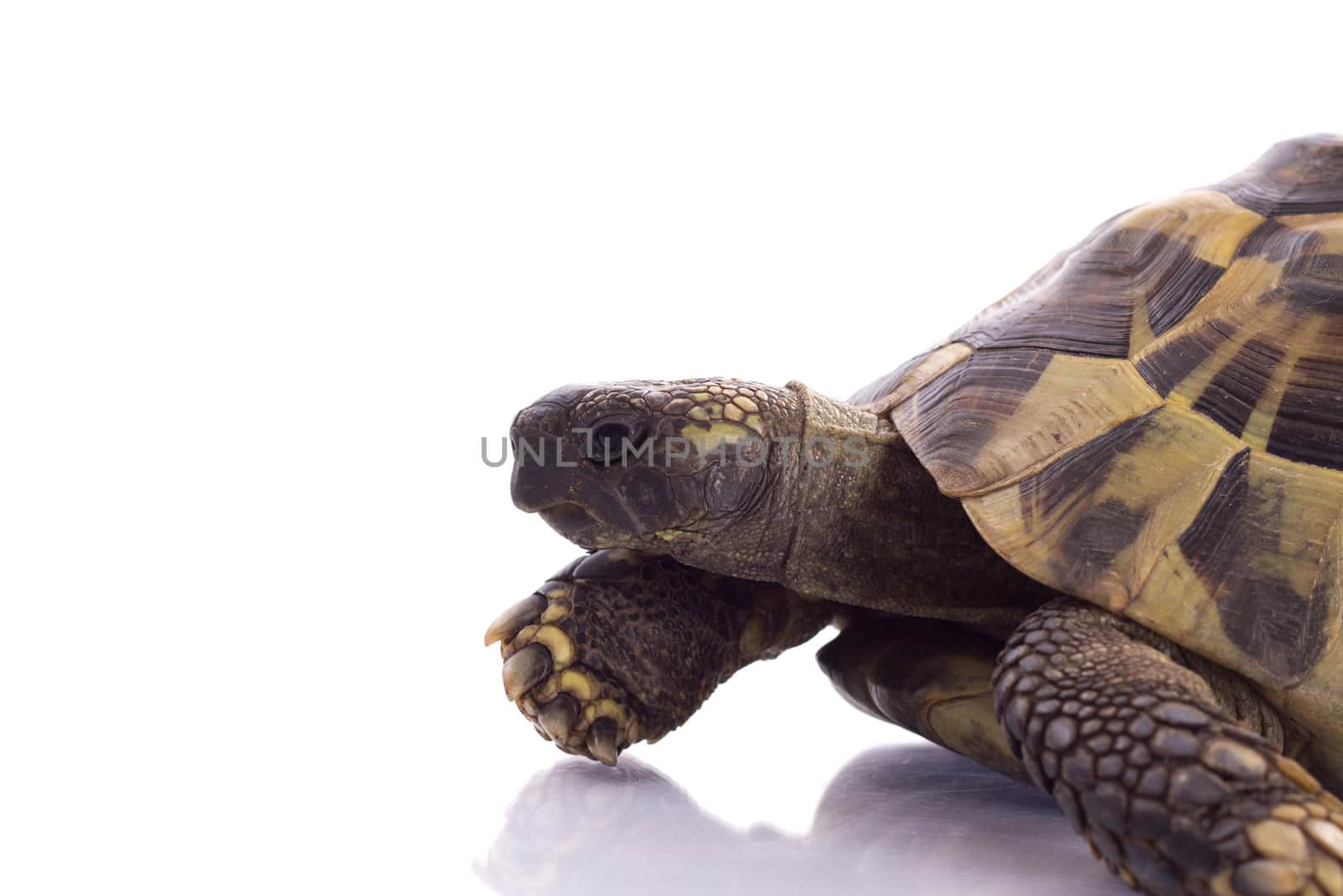 Greek land tortoise, Testudo Hermanni, white studio background