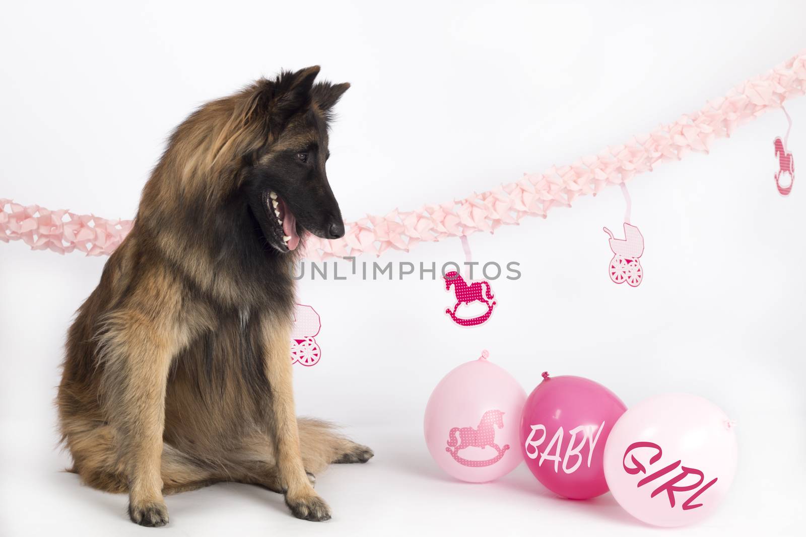 Dog, Belgian Shepherd Tervuren, sitting with pink newborn baby girl