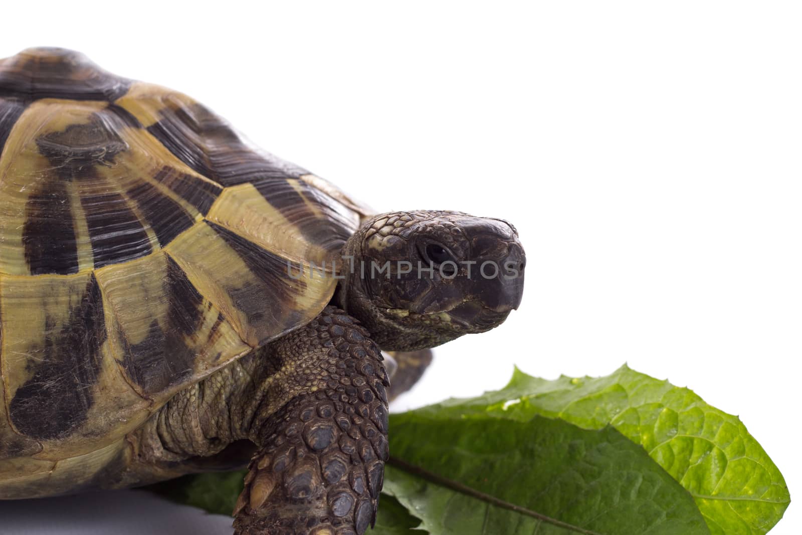 Greek land tortoise, Testudo Hermanni, with green leaf, white studio background