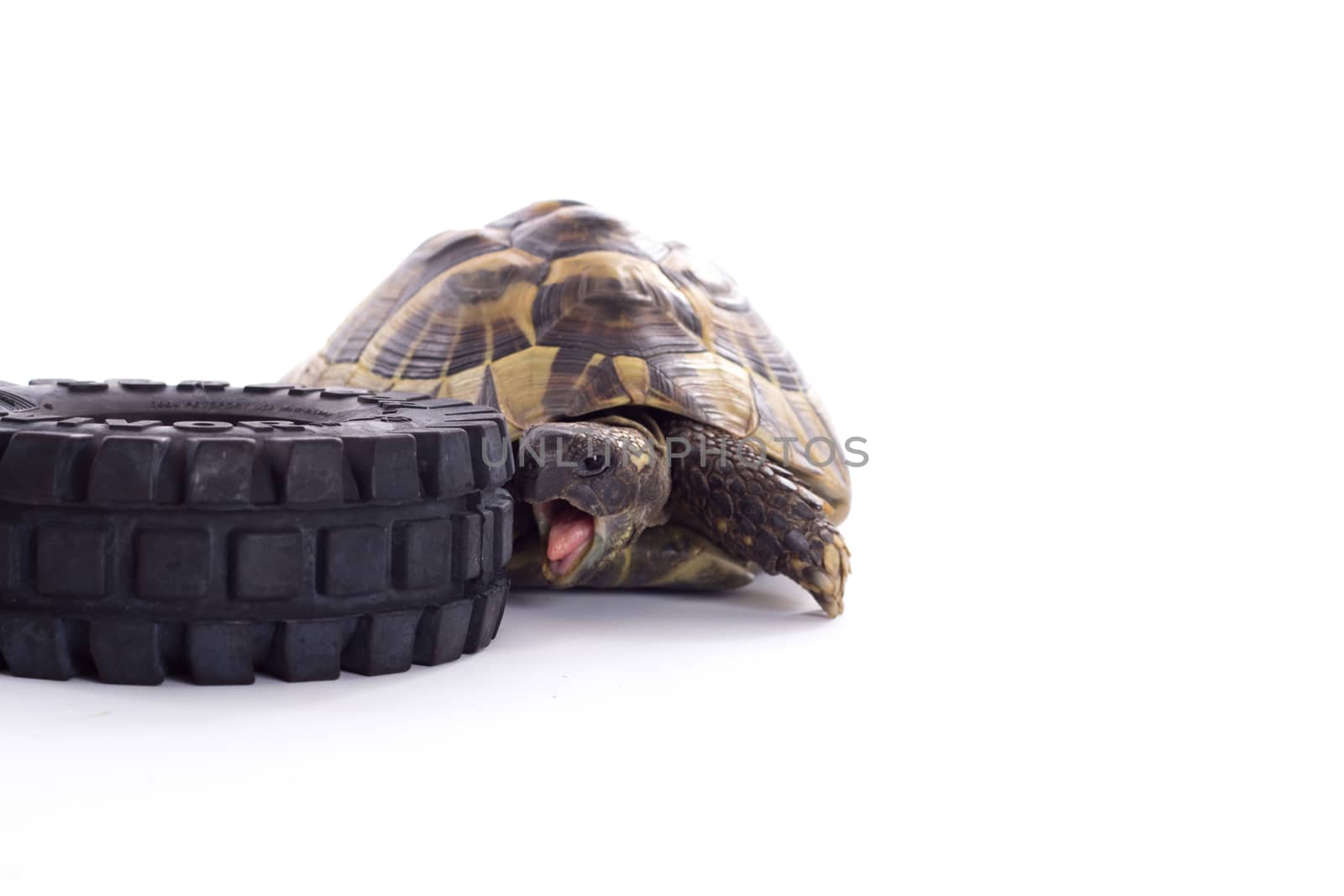 Greek land tortoise, Testudo Hermanni, white studio background by avanheertum