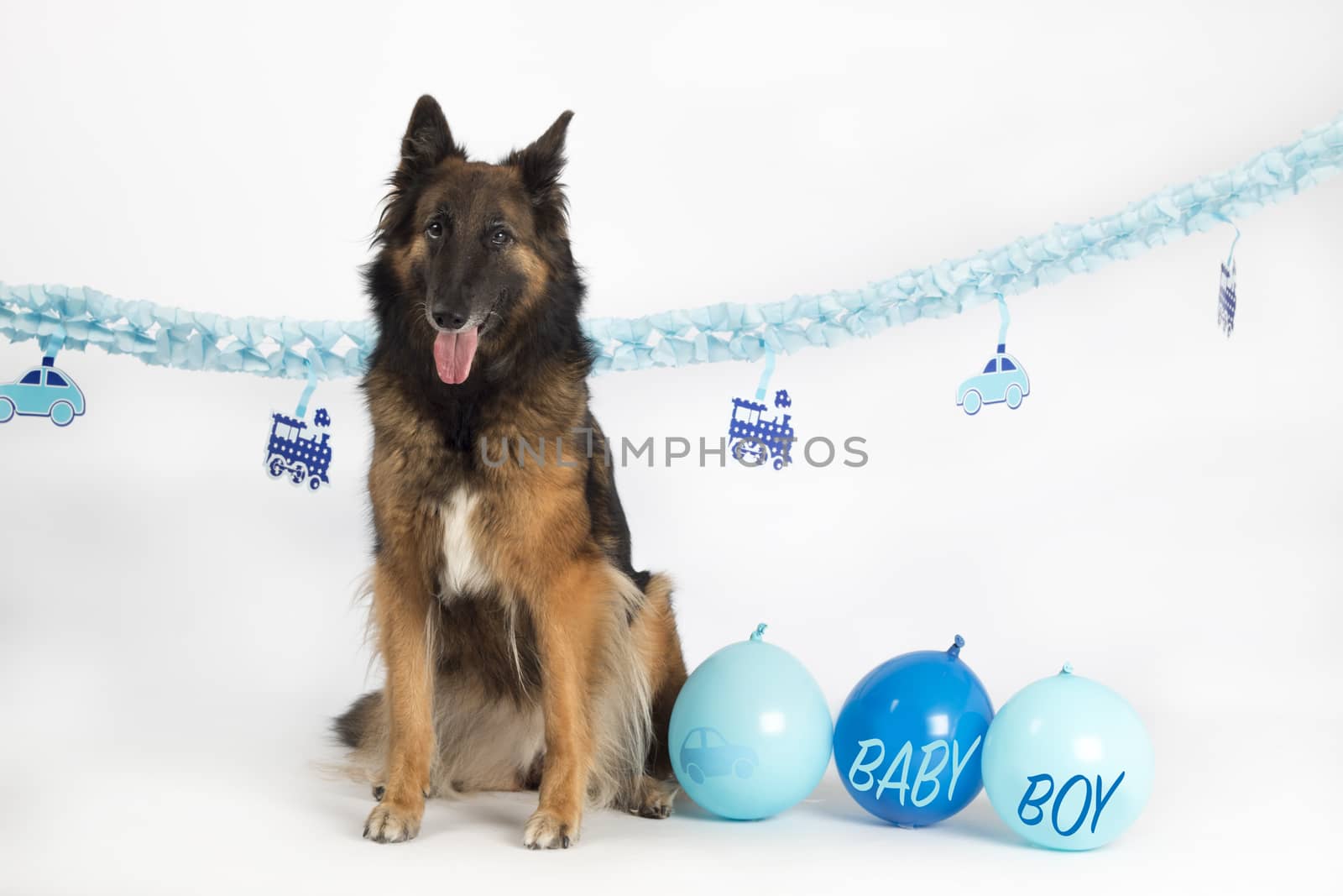 erd Tervuren sitting with blue newborn baby boy