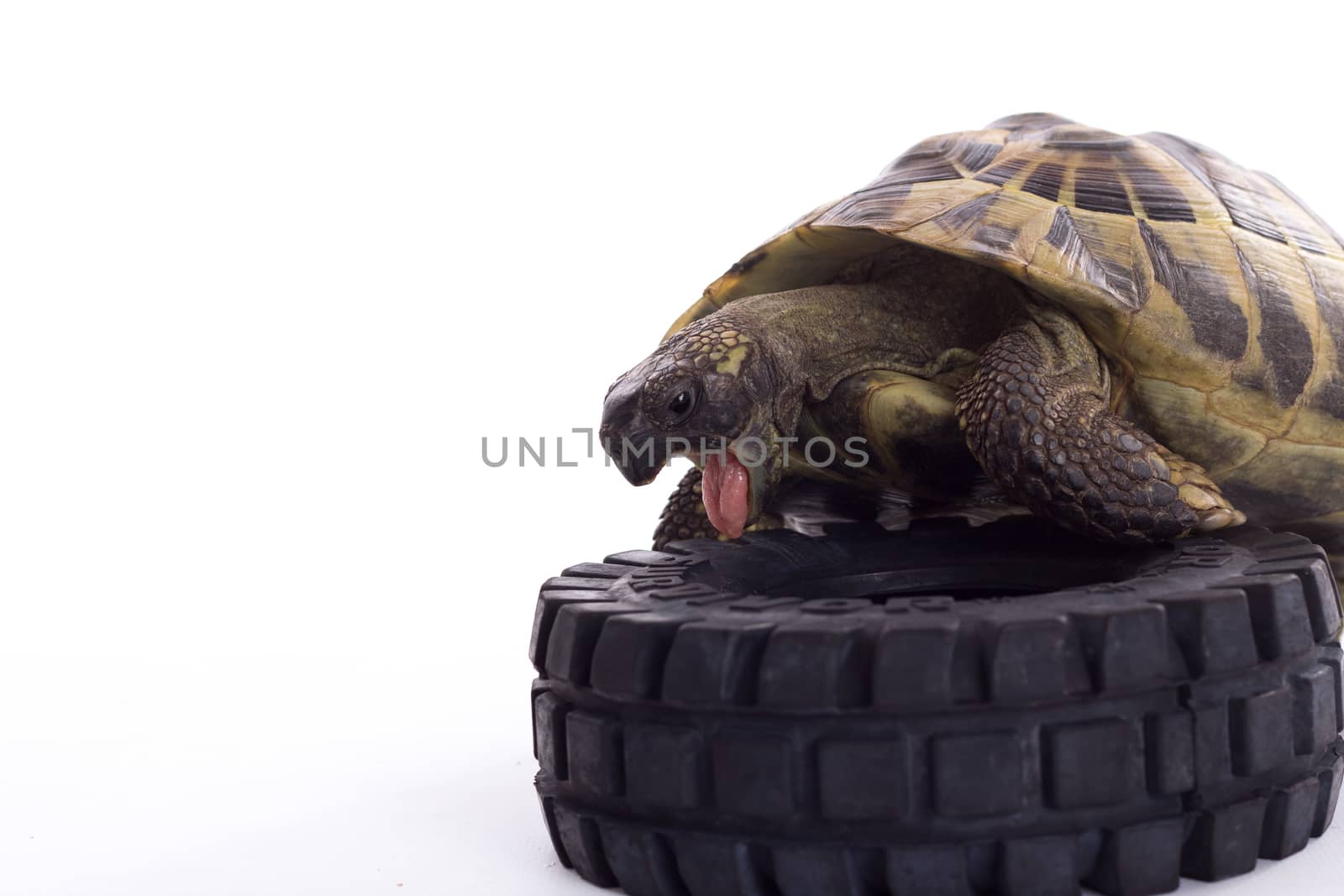 Greek land tortoise, Testudo Hermanni, white studio background by avanheertum