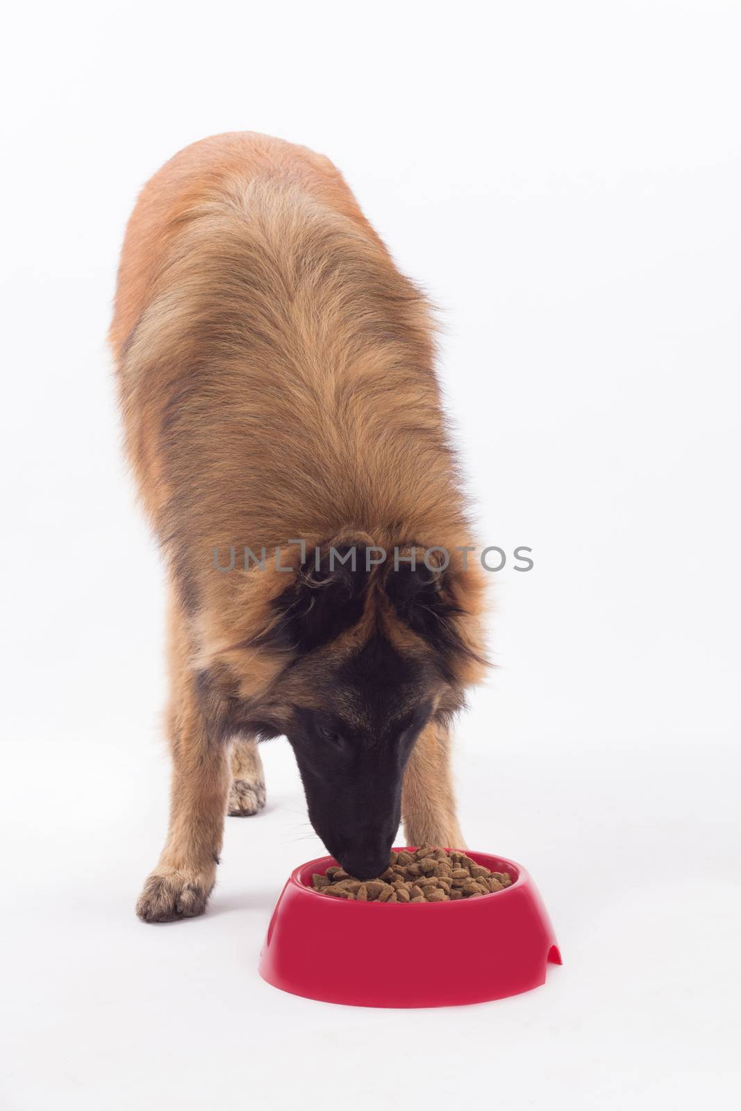 Belgian shepherd, Tervuren dog puppy eating