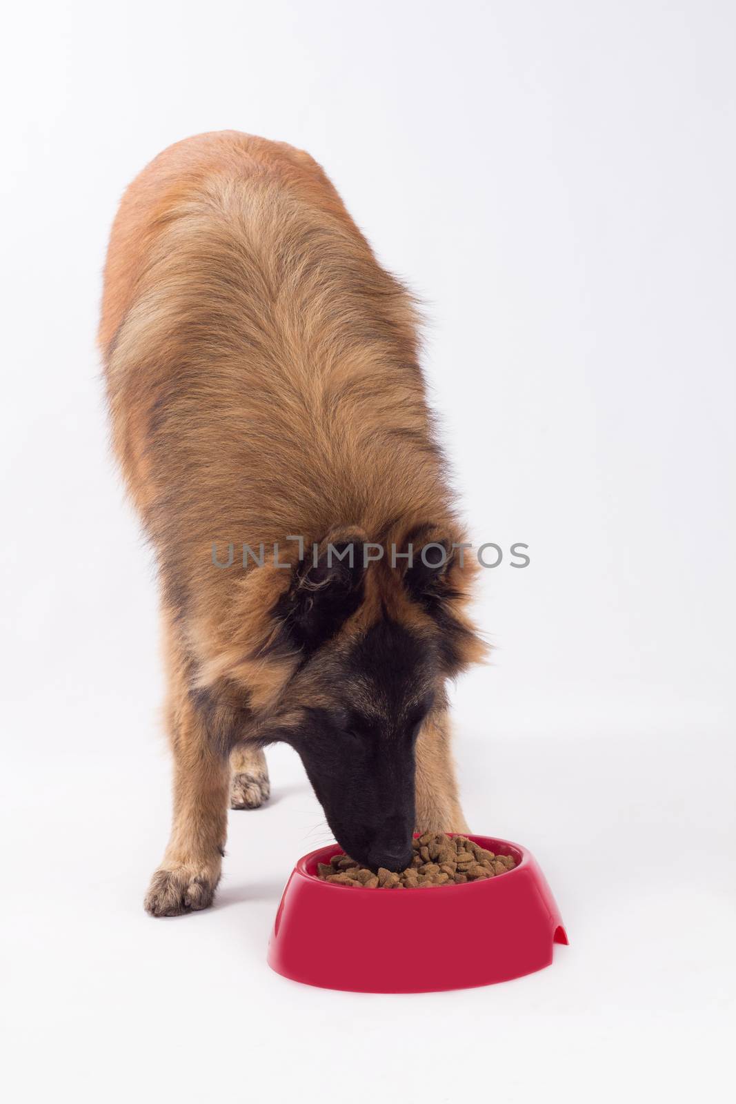Belgian shepherd, Tervuren dog, eating from red bowl by avanheertum