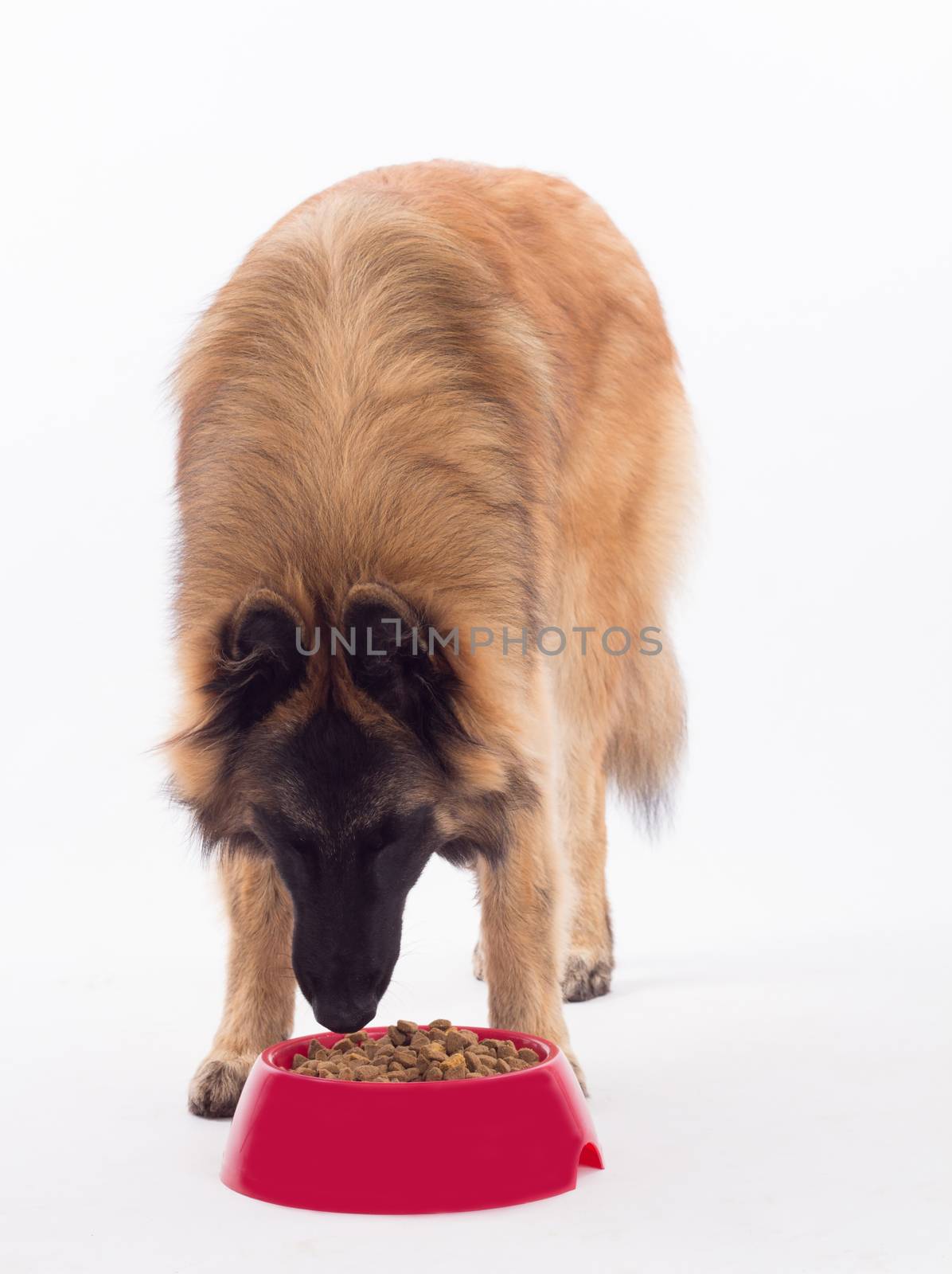 Tervuren dog, eating dog food in bowl, white studio background by avanheertum
