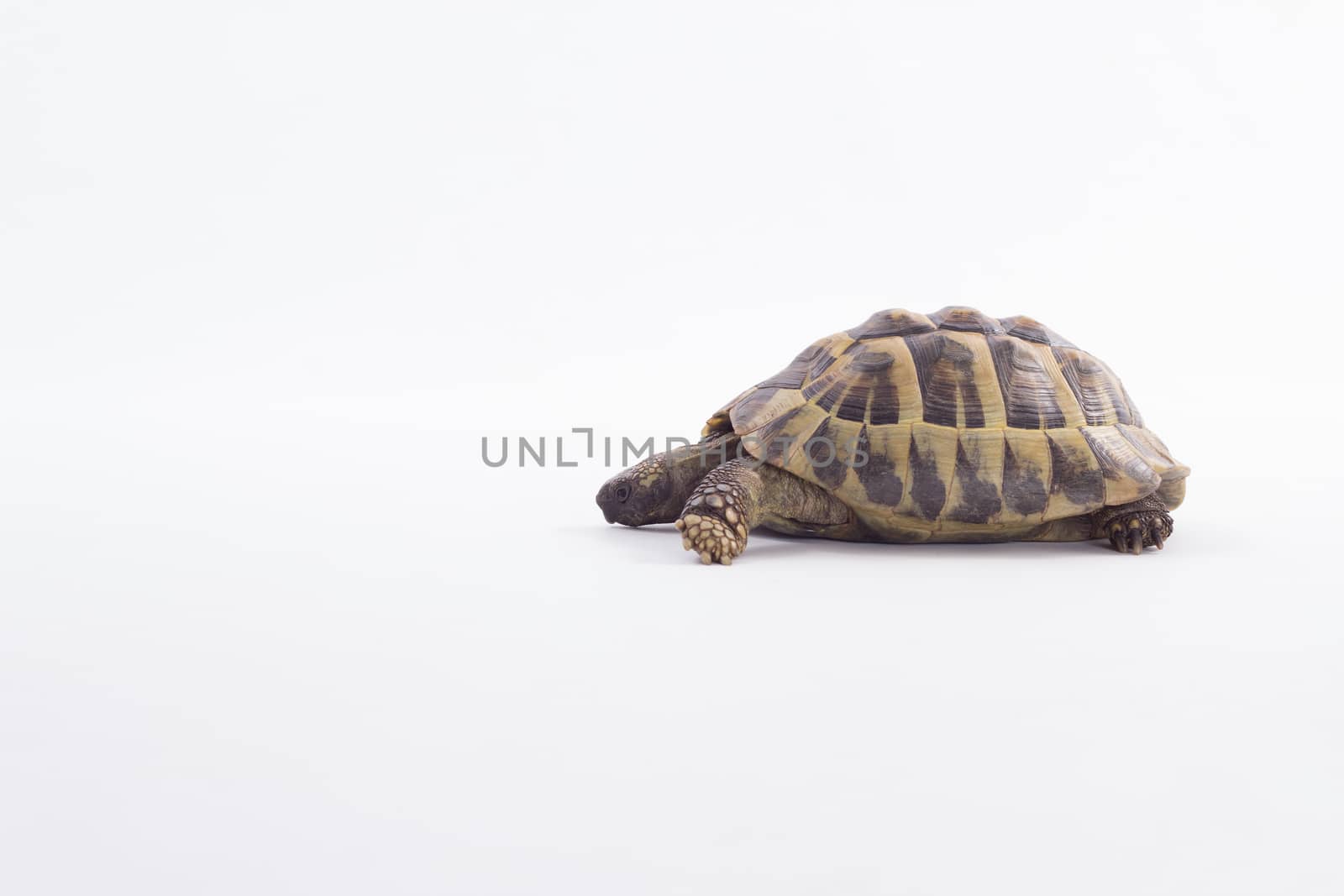 Greek land tortoise, Testudo Hermanni, white studio background by avanheertum