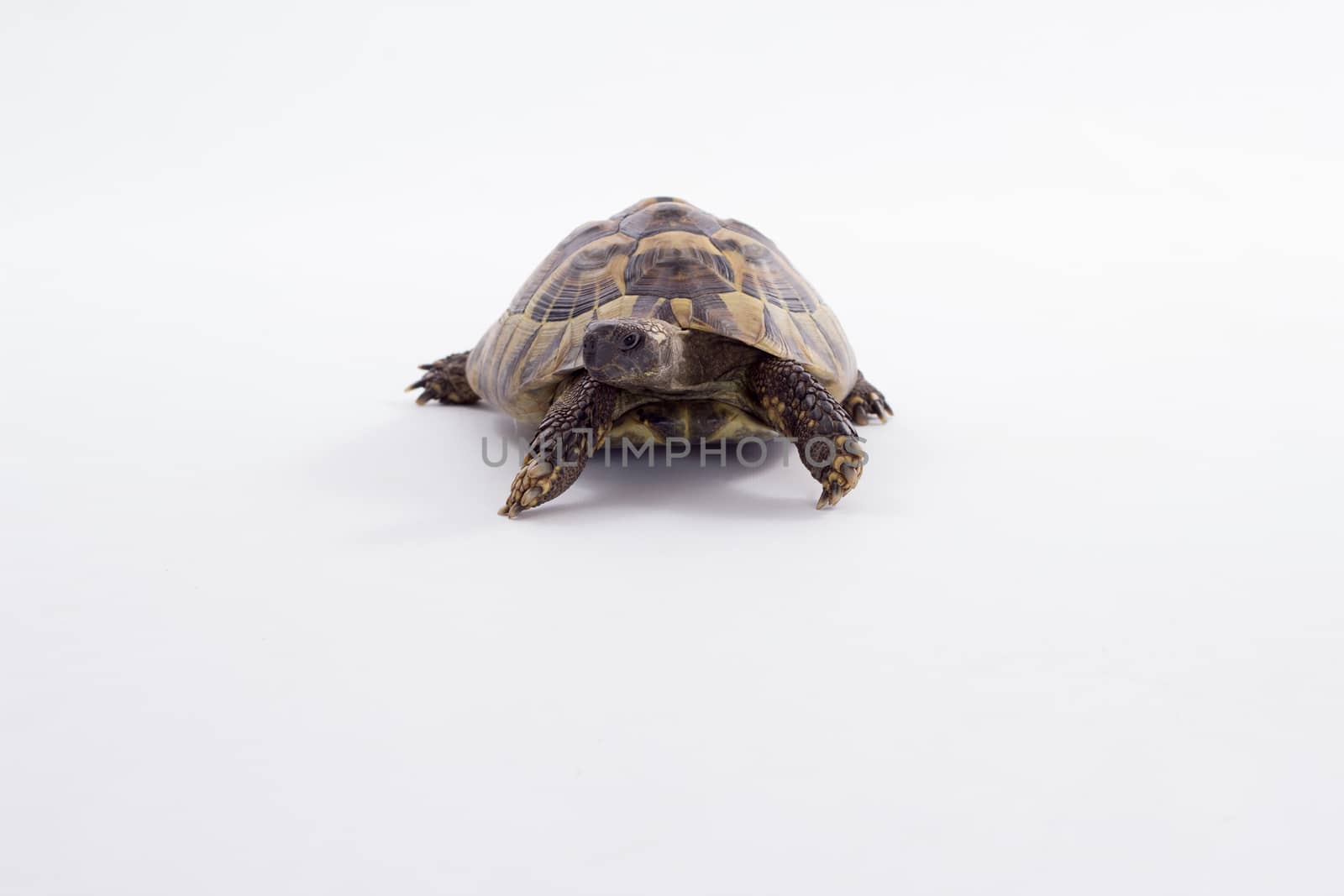 Greek land tortoise, Testudo Hermanni, white studio background by avanheertum