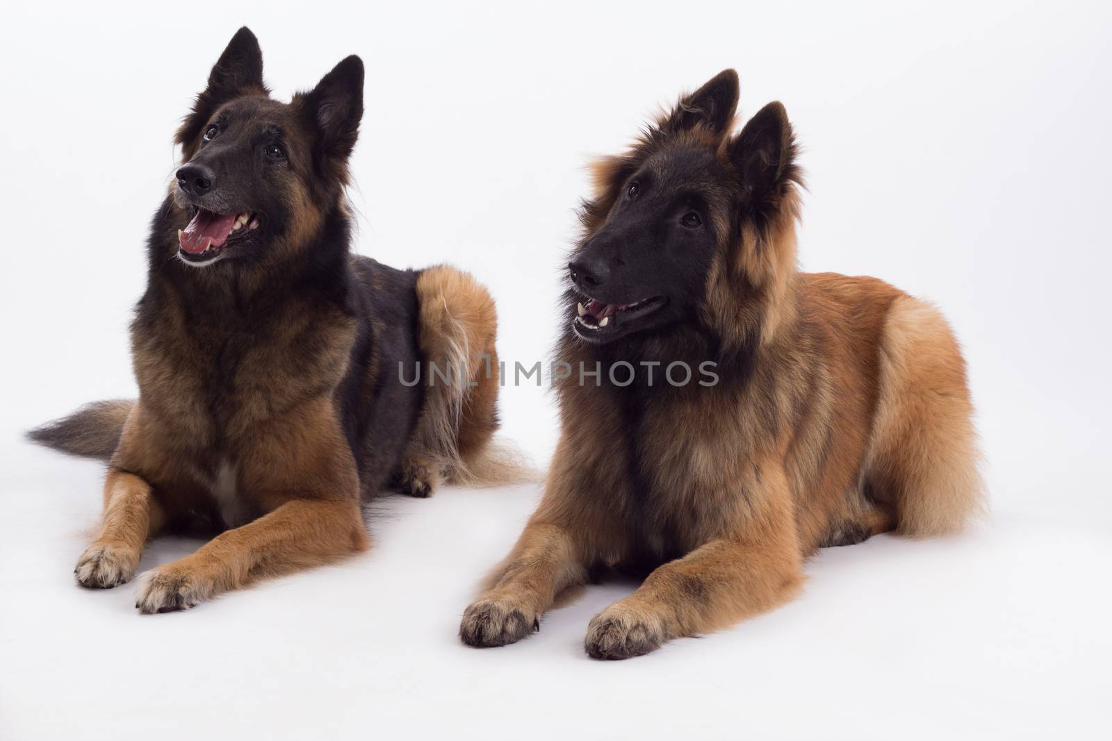 Tervuren bitch and dog lying down, white studio background