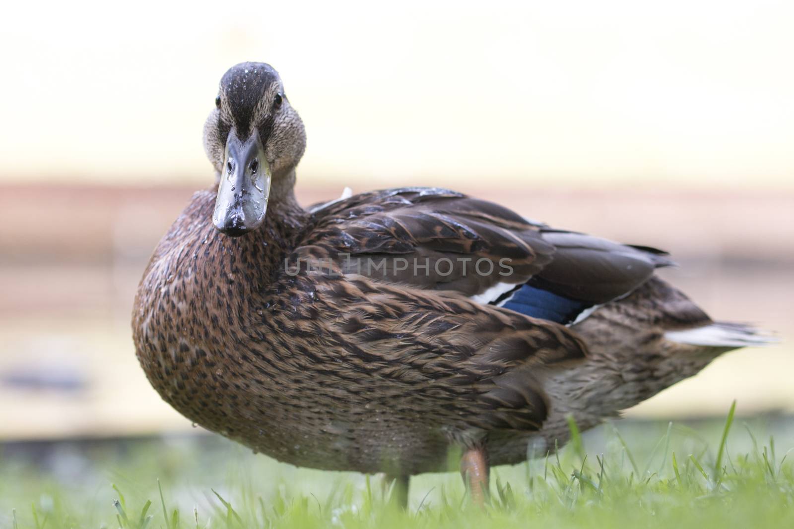 Wild duck, close-up by avanheertum